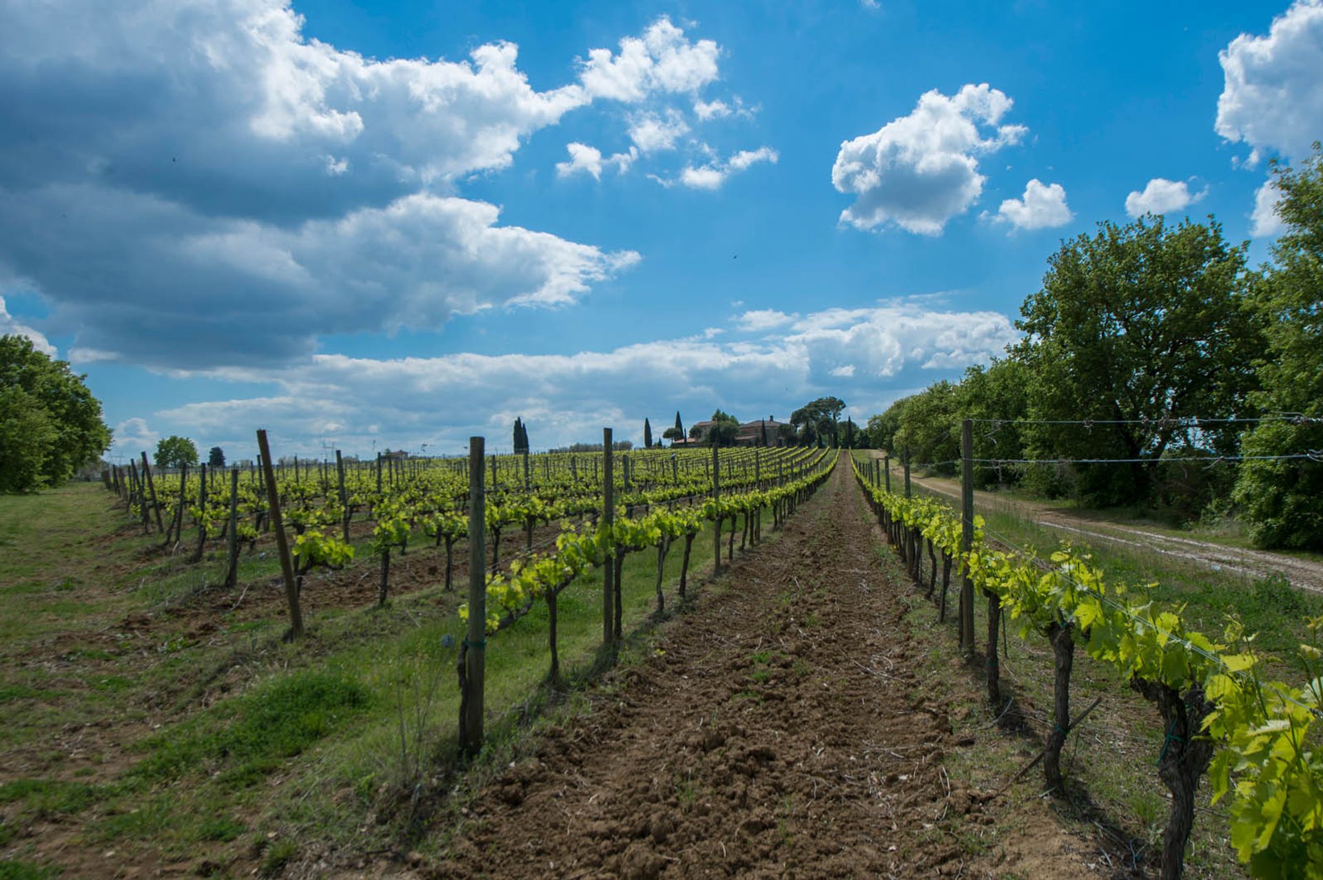 Lain di Montepulciano, Siena 10058143