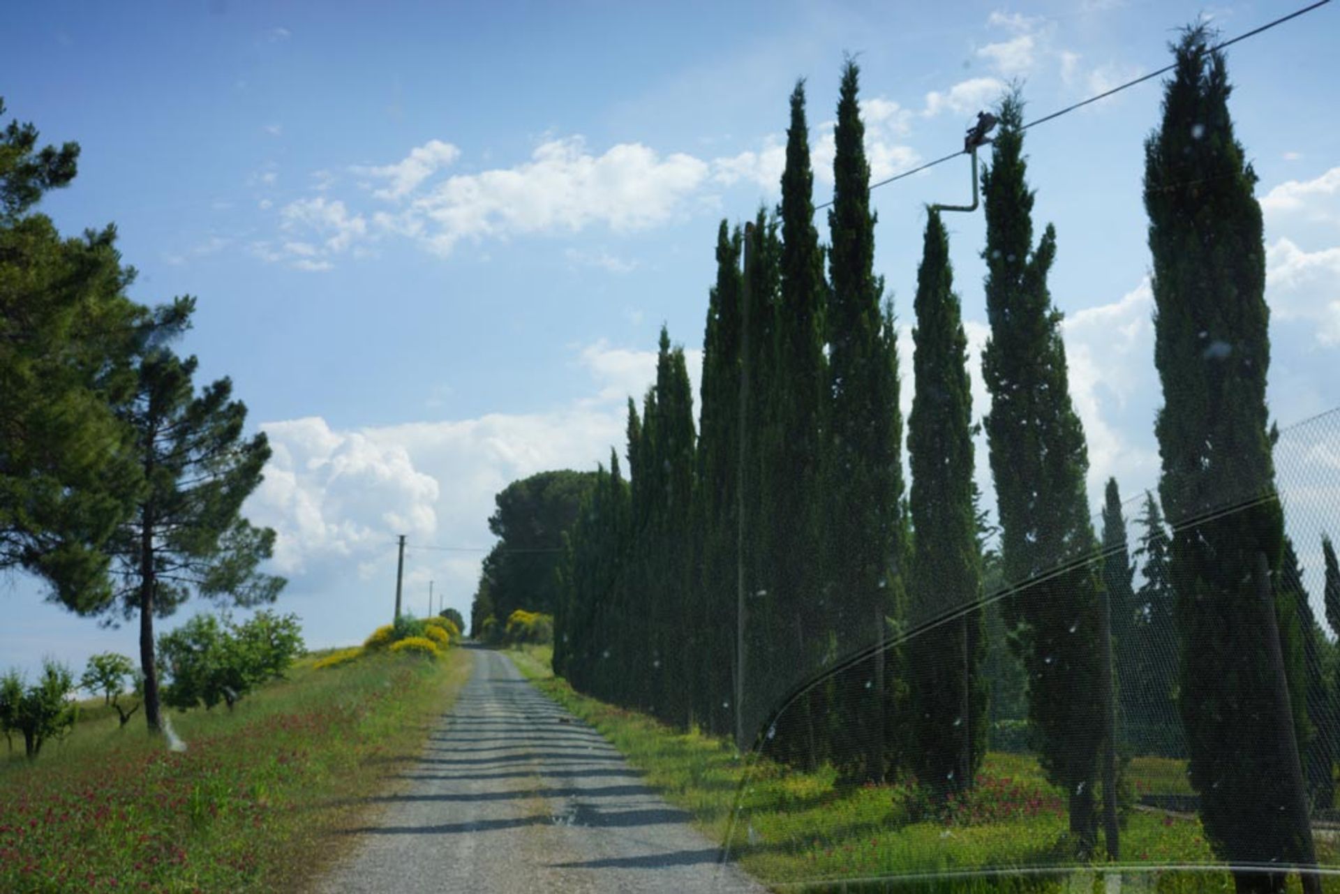 Lain di San Gimignano, Siena 10058149