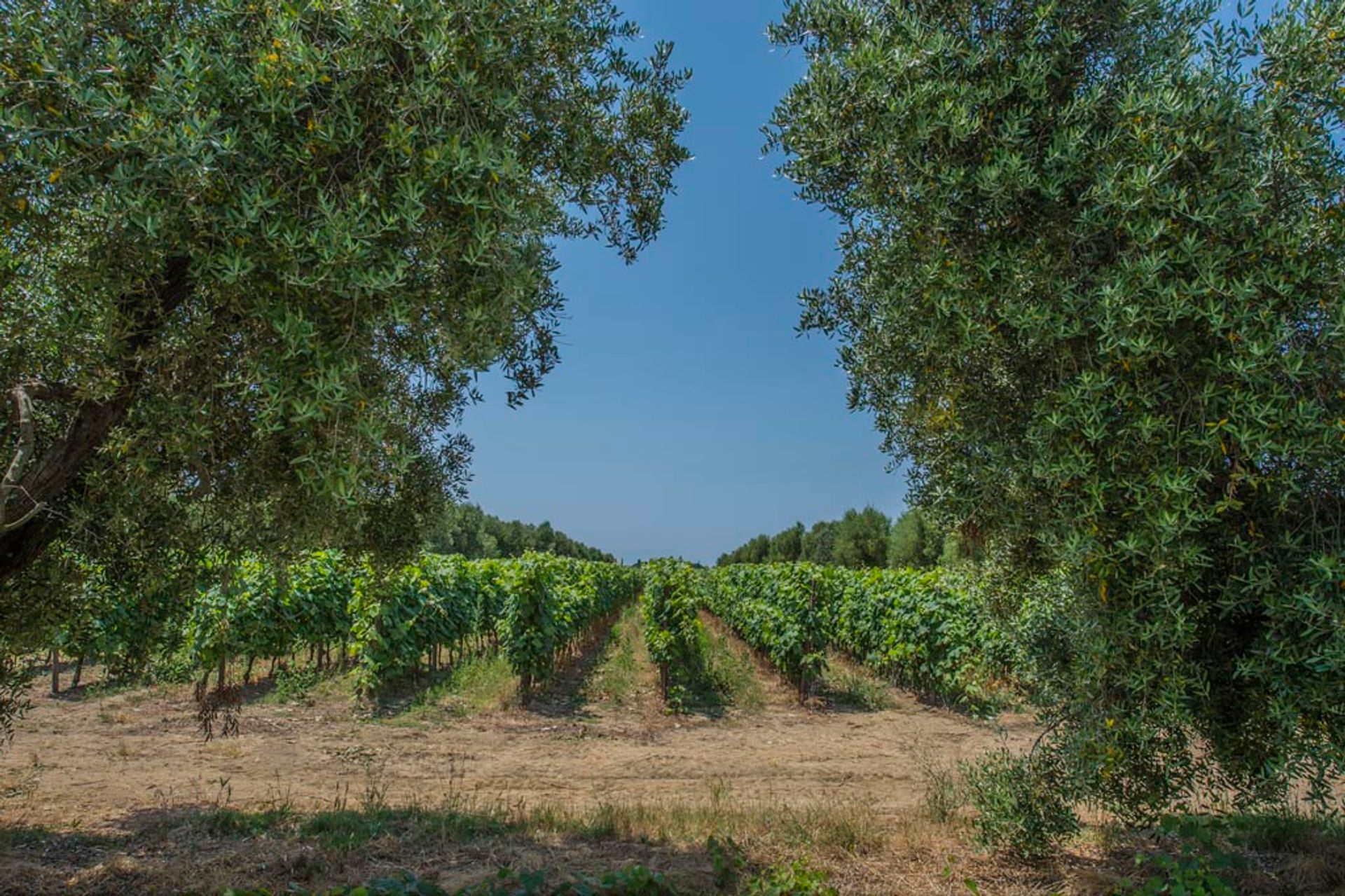 Andet i Bolgheri, Toscana 10058152