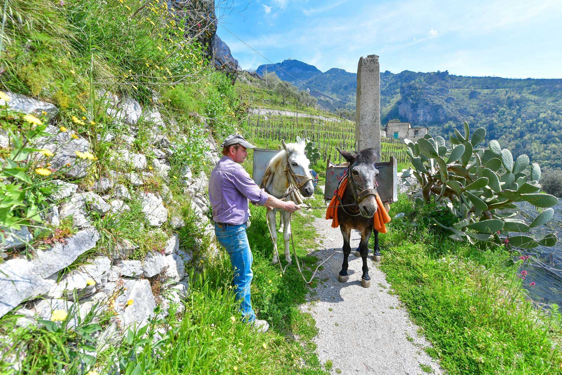 Інший в Maiori, Salerno 10058164