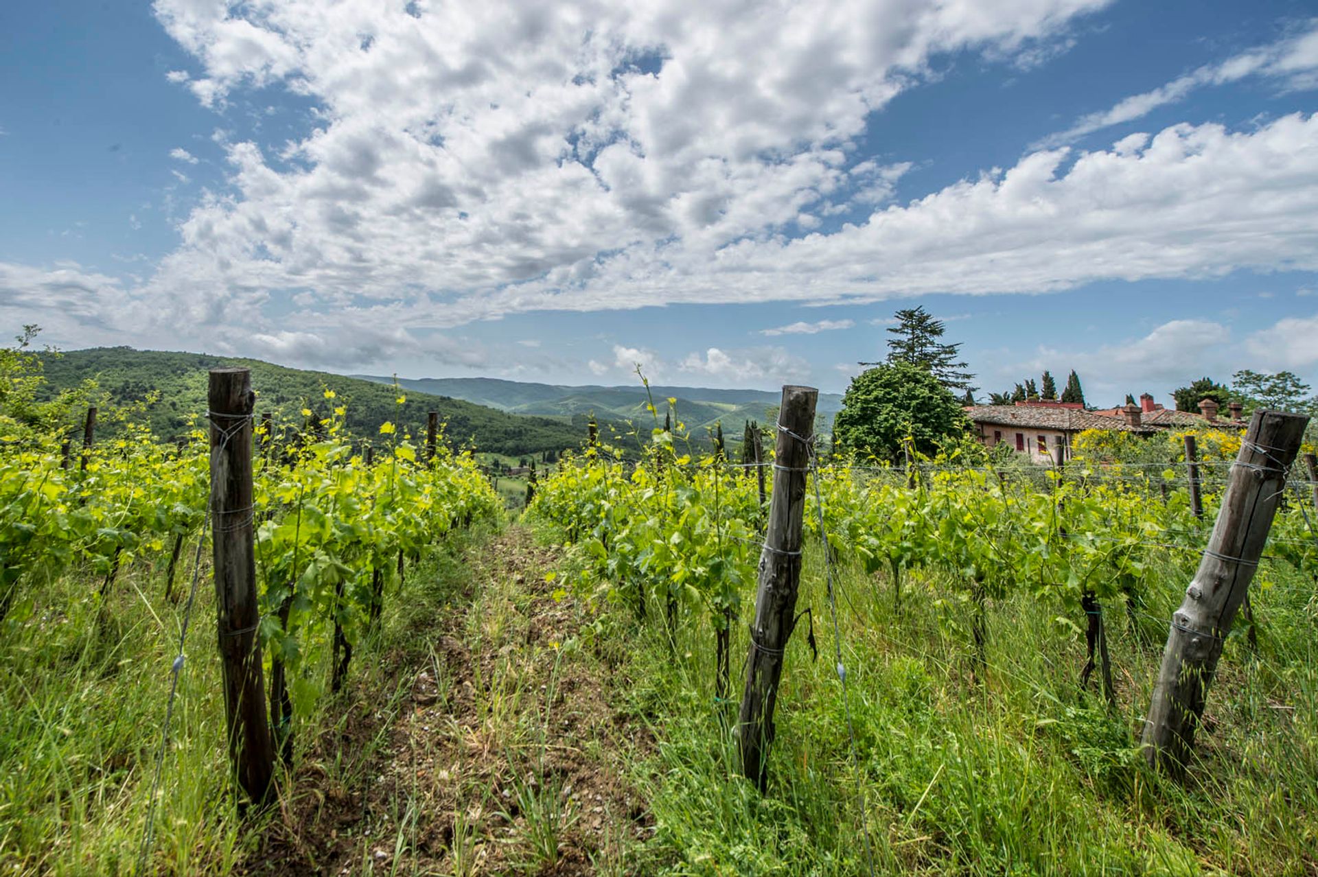 Yang lain dalam Greve in Chianti, Florence Province 10058253