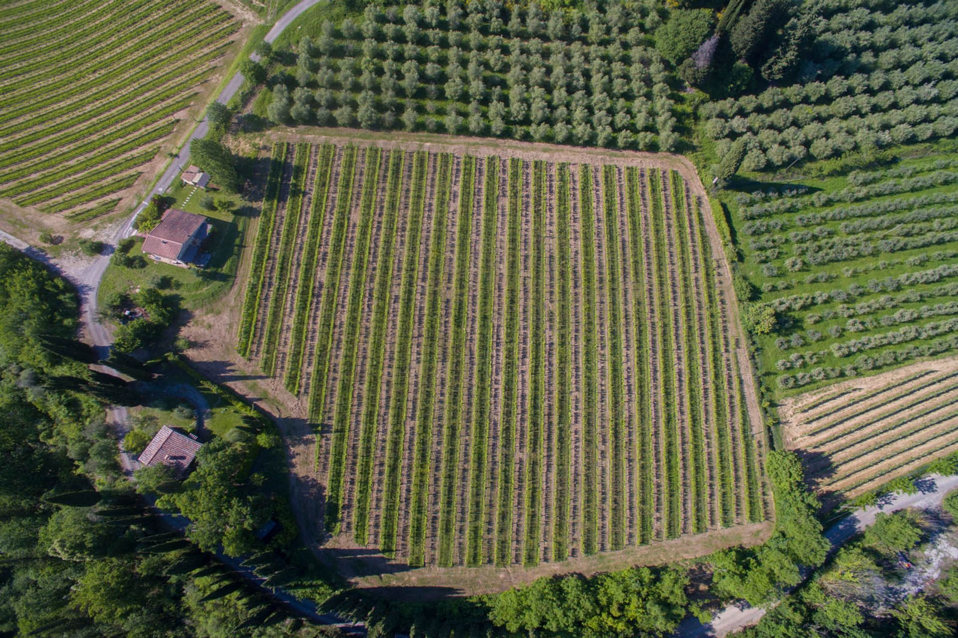 آخر في San Gimignano, Siena 10058264