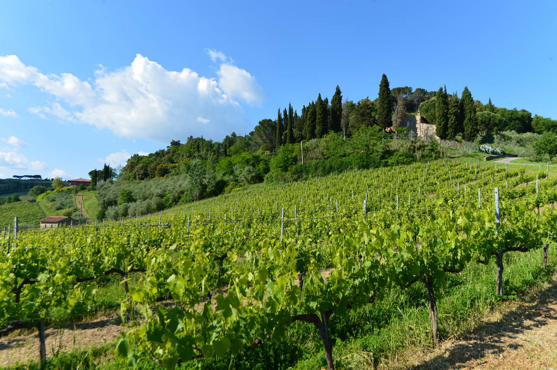 Annen i San Gimignano, Siena 10058264