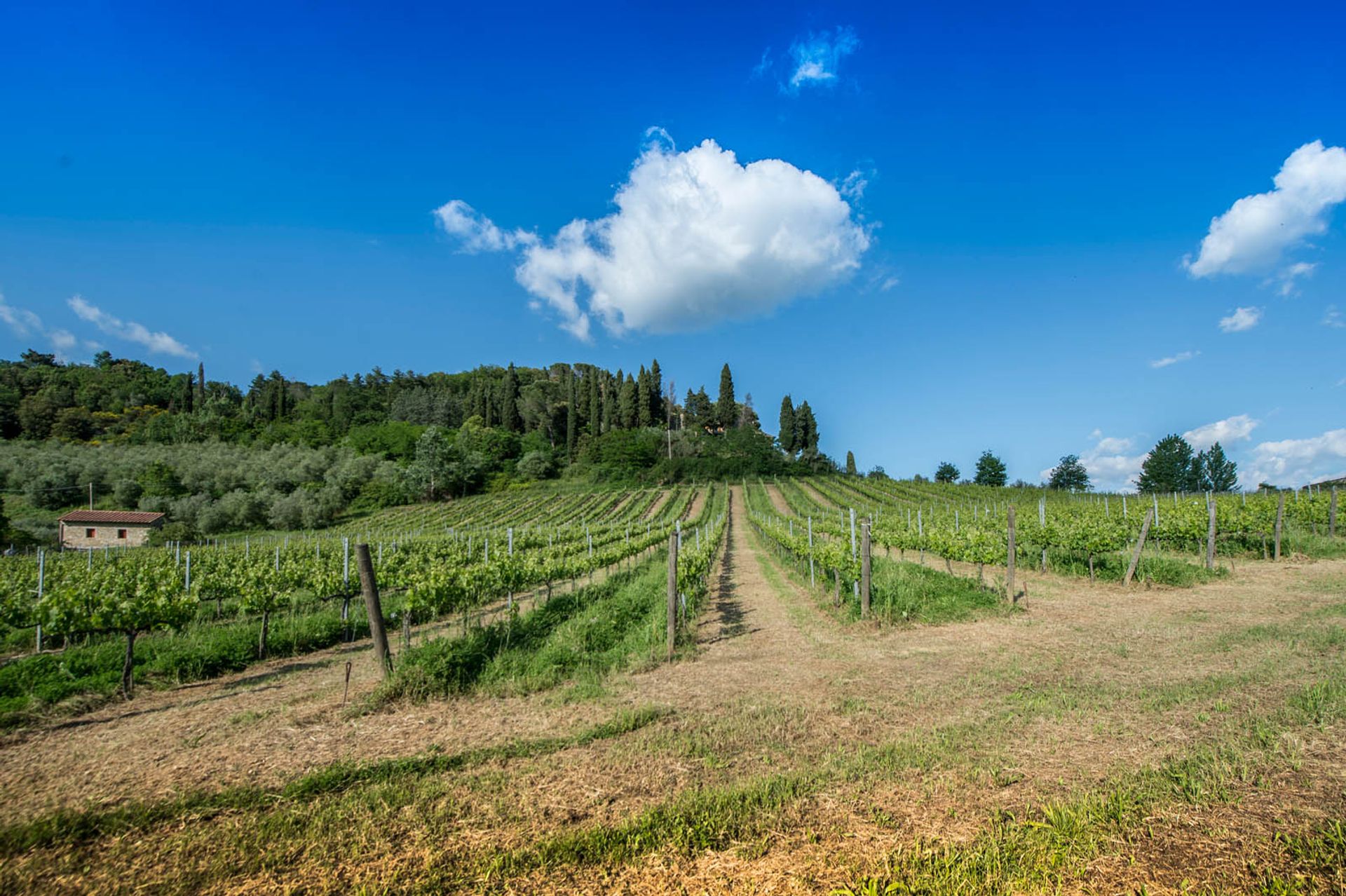 Inny w San Gimignano, Siena 10058264