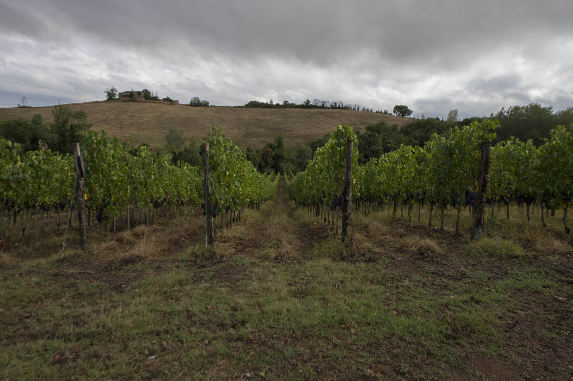 다른 에 Castellina in Chianti, Siena 10058297