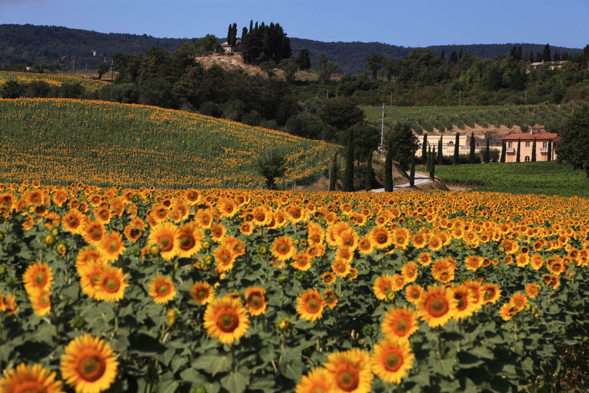 Andere im Siena, Siena 10058479