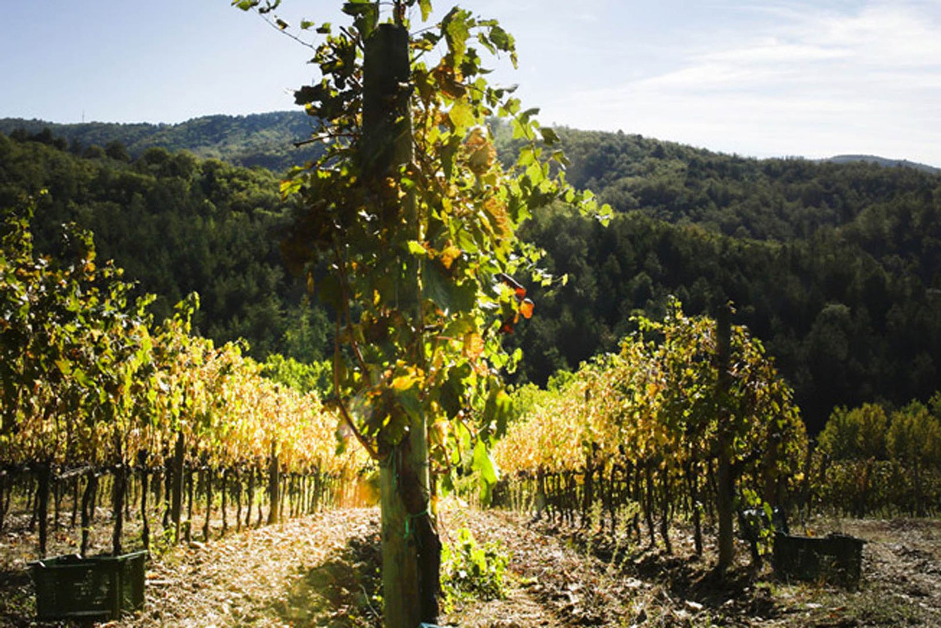 Annen i Gaiole in Chianti, Siena 10058517