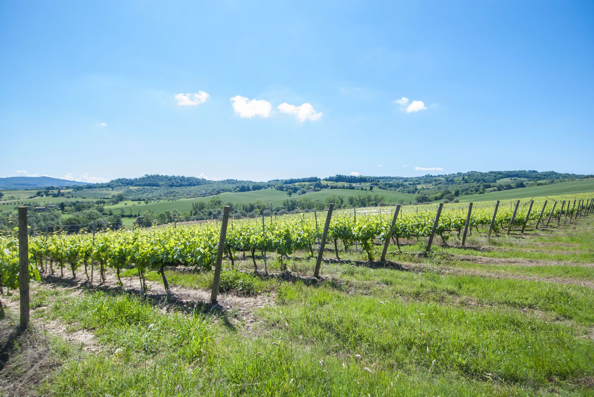 Lain di Monteleone d'Orvieto, Umbria 10058611