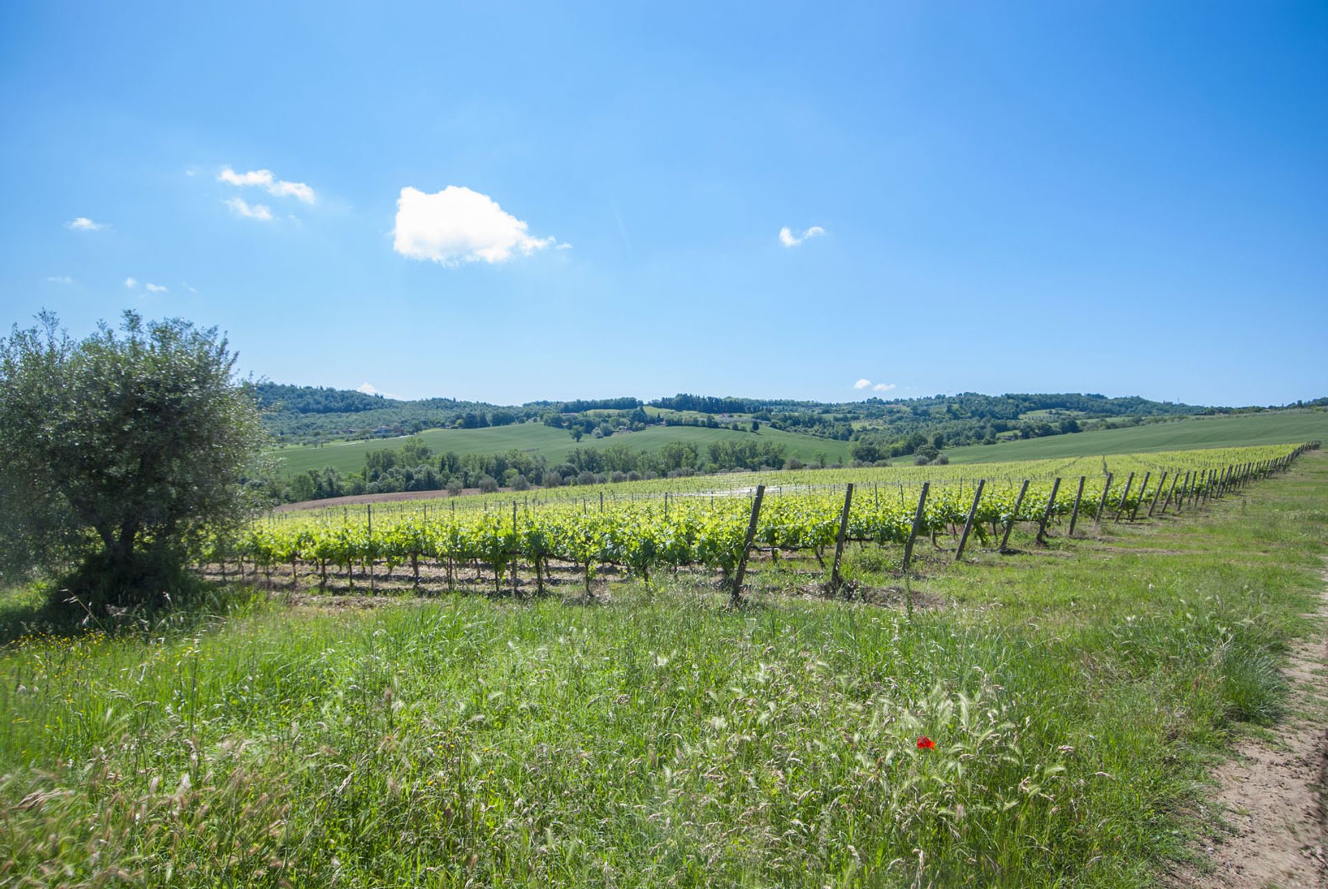 Lain di Monteleone d'Orvieto, Umbria 10058611