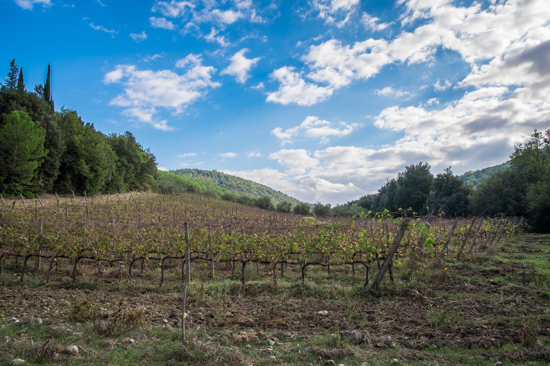 Otro en Montalcino, Siena 10058638