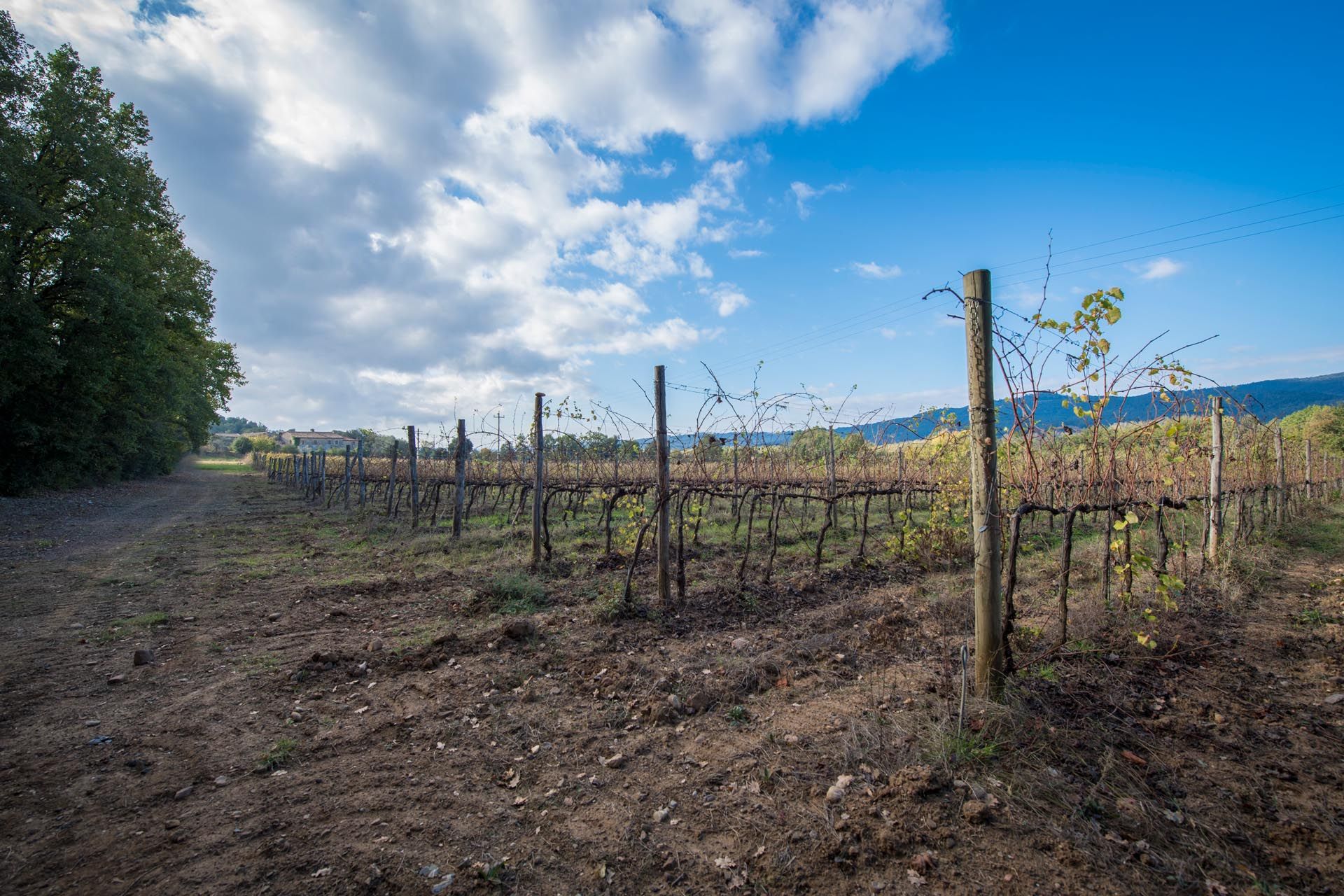 Otro en Montalcino, Siena 10058638