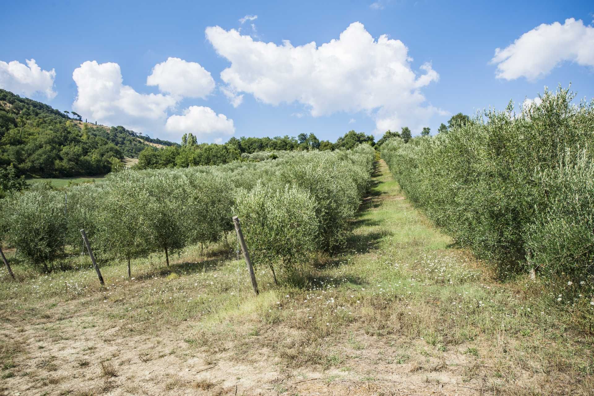 Talo sisään Citta Di Castello, Perugia 10058683