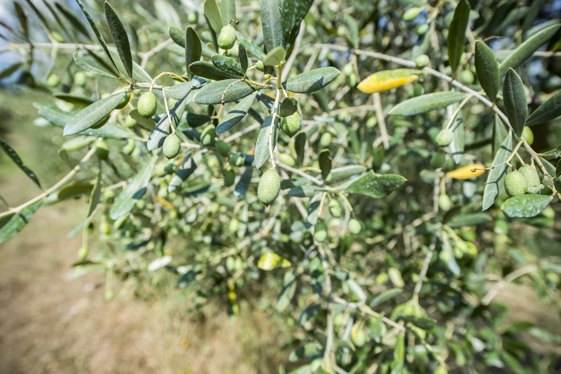 Talo sisään Citta Di Castello, Perugia 10058683