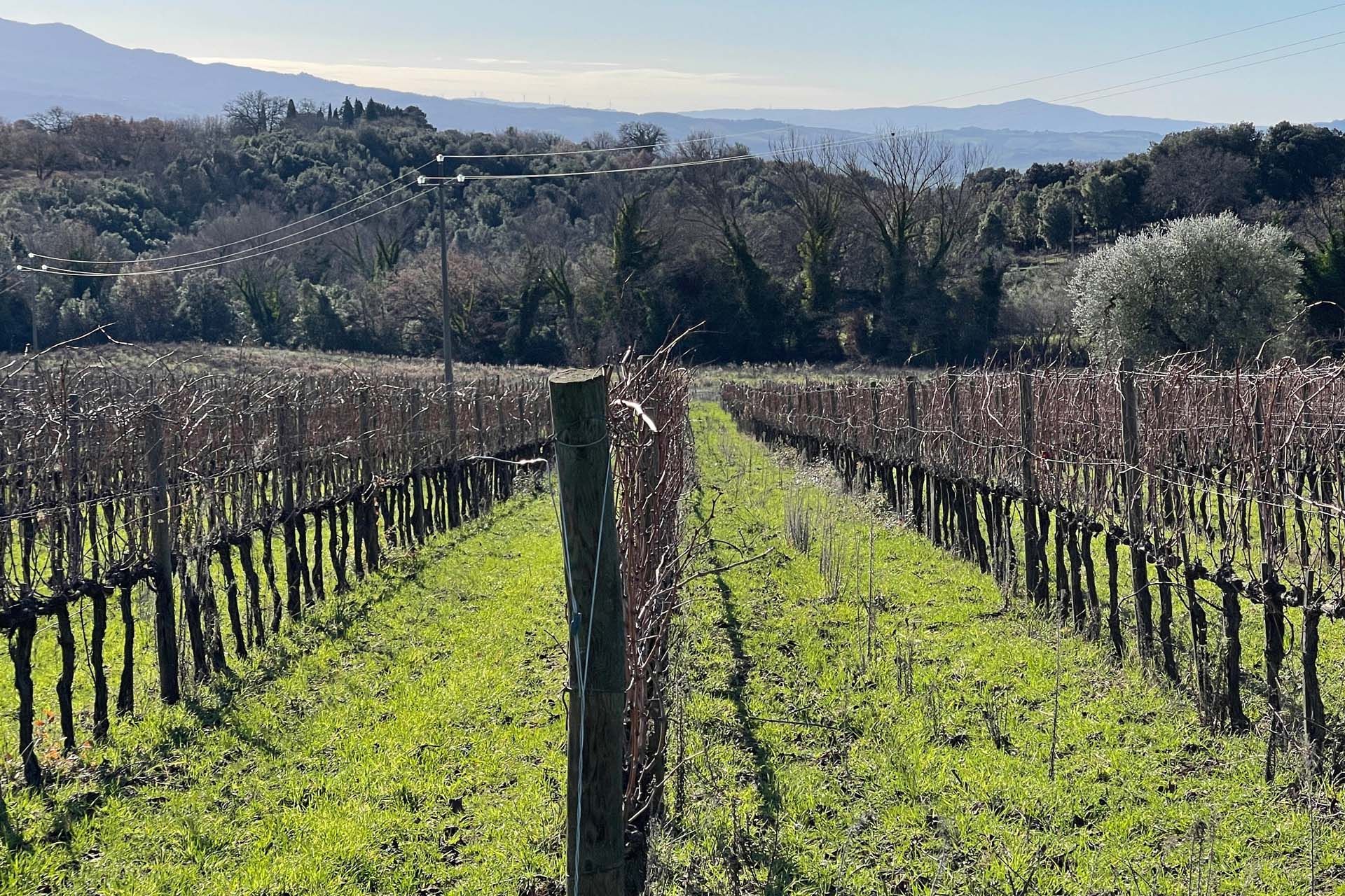 其他 在 Montalcino, Tuscany 10058698