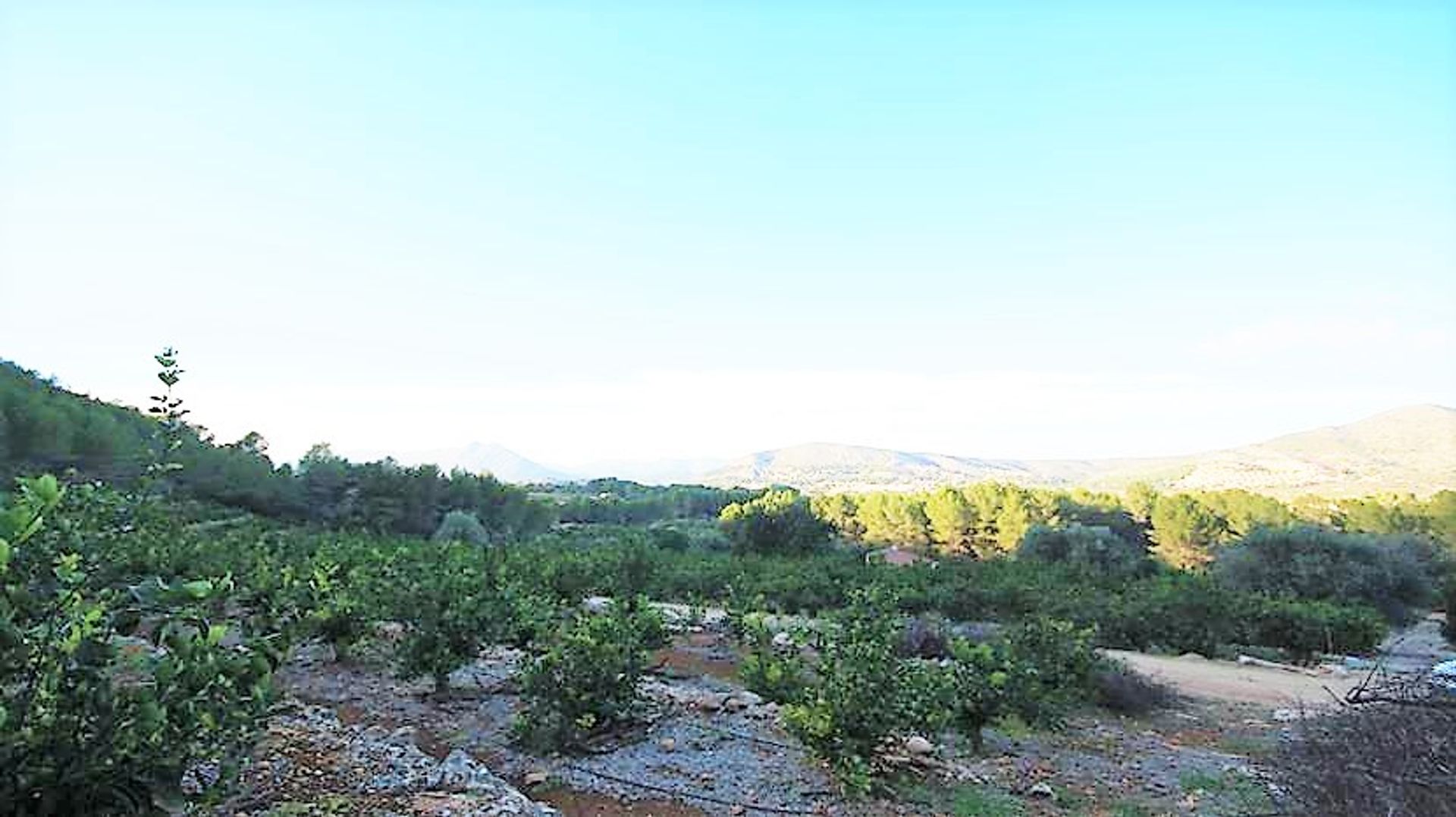 Land in Jalon, Alicante 10060033