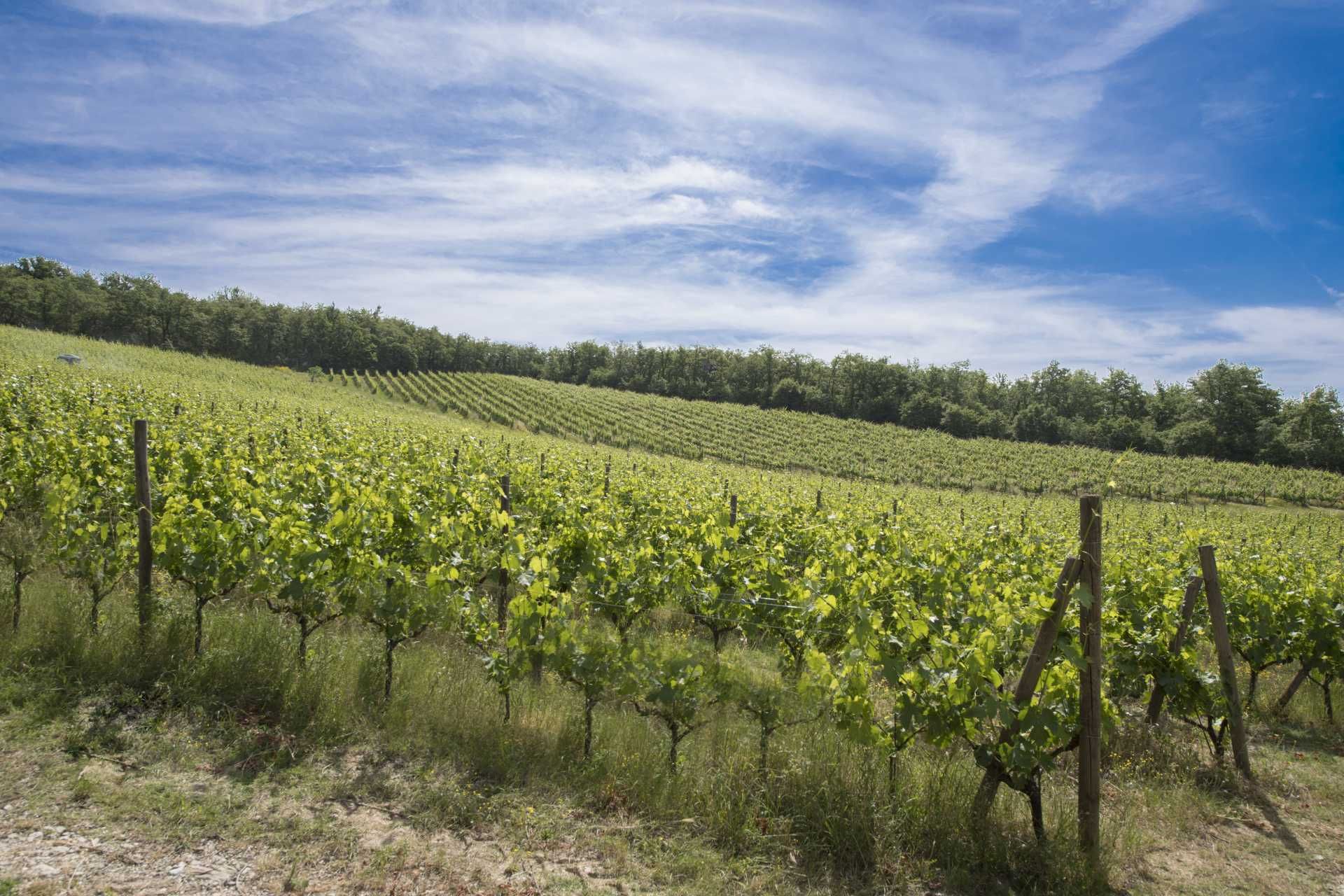 अन्य में Gaiole In Chianti, Siena 10062934