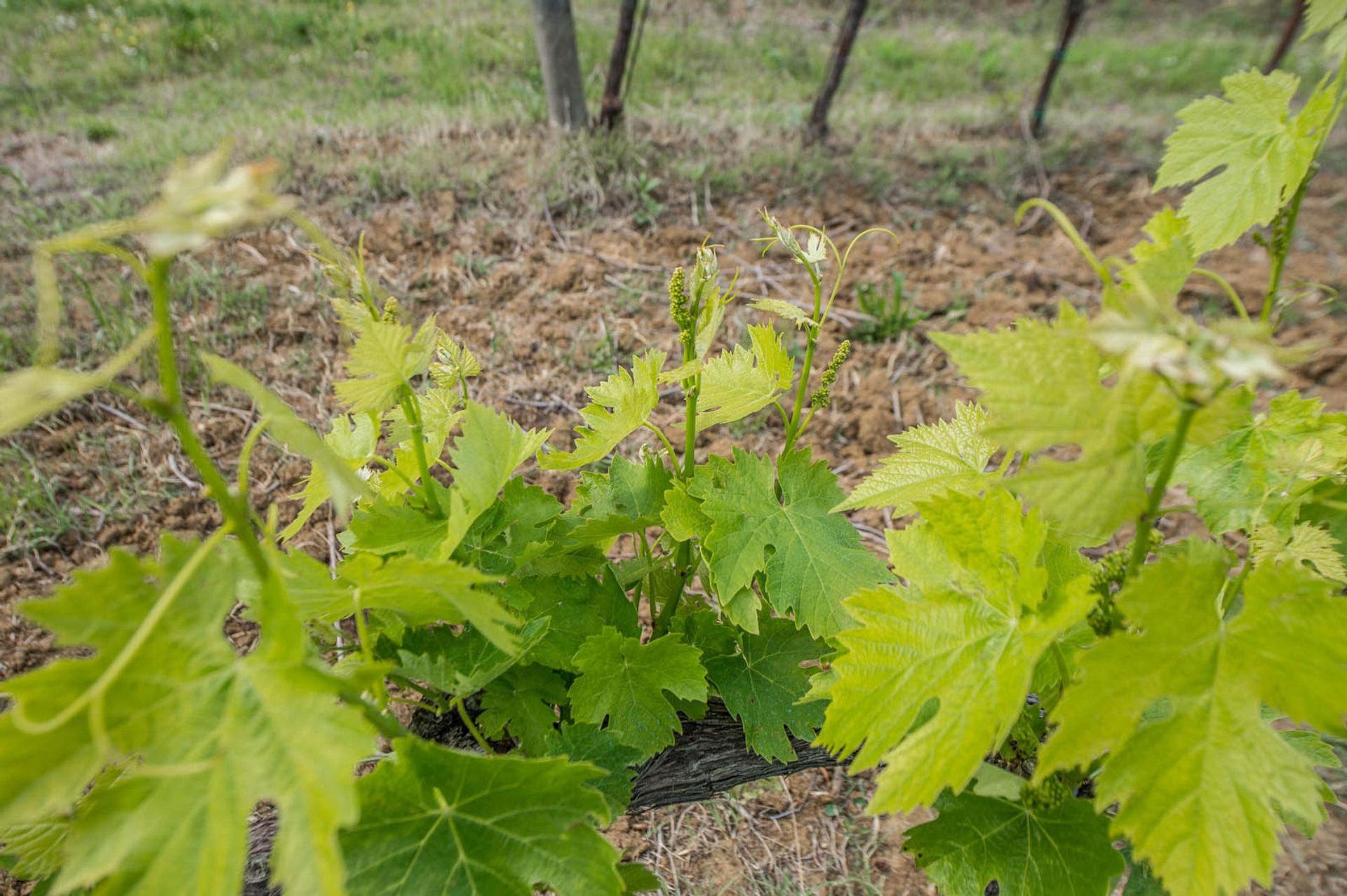 آخر في Montepulciano, Siena 10063123