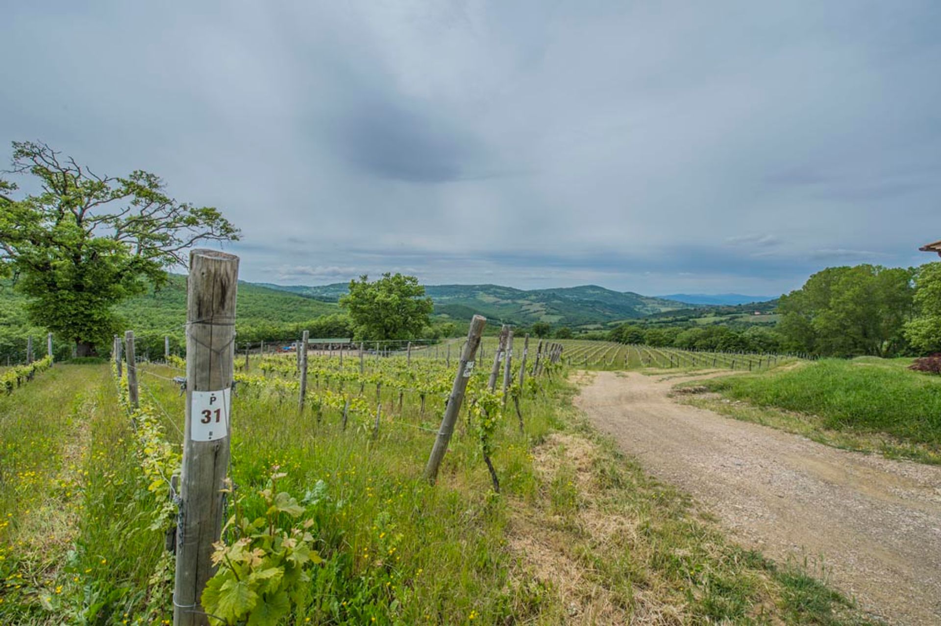 Andet i Scansano, Toscana 10063155