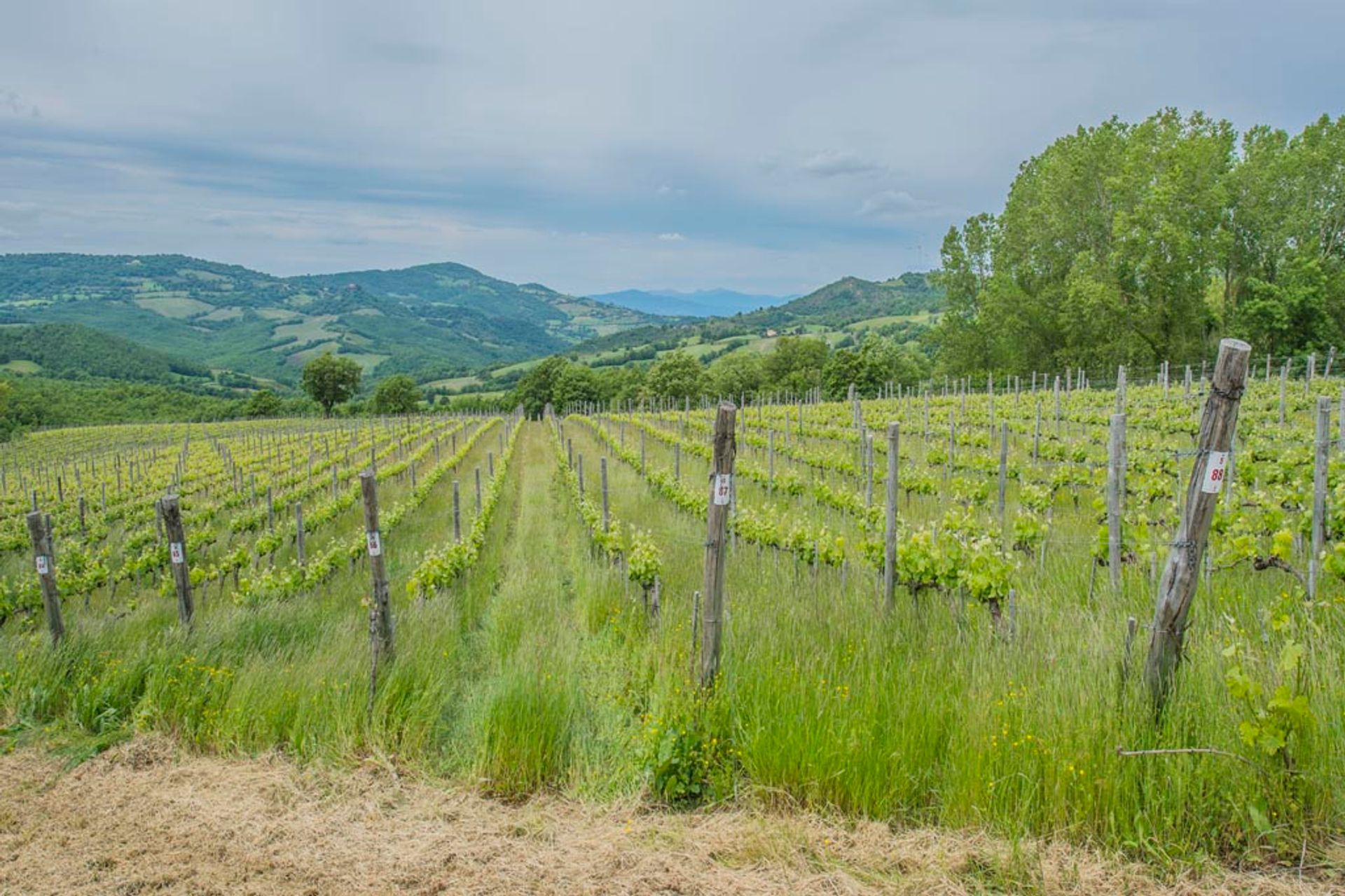 Αλλα σε Scansano, Tuscany 10063155