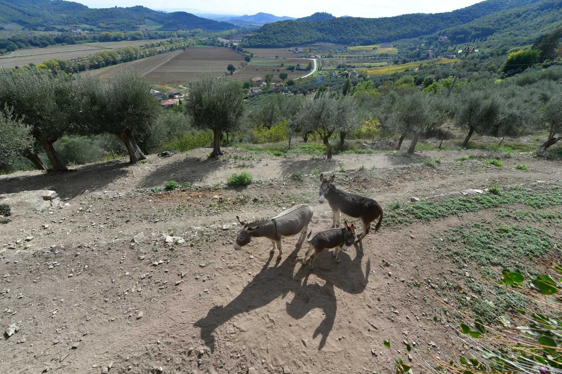 жилой дом в Magione, Perugia 10063174