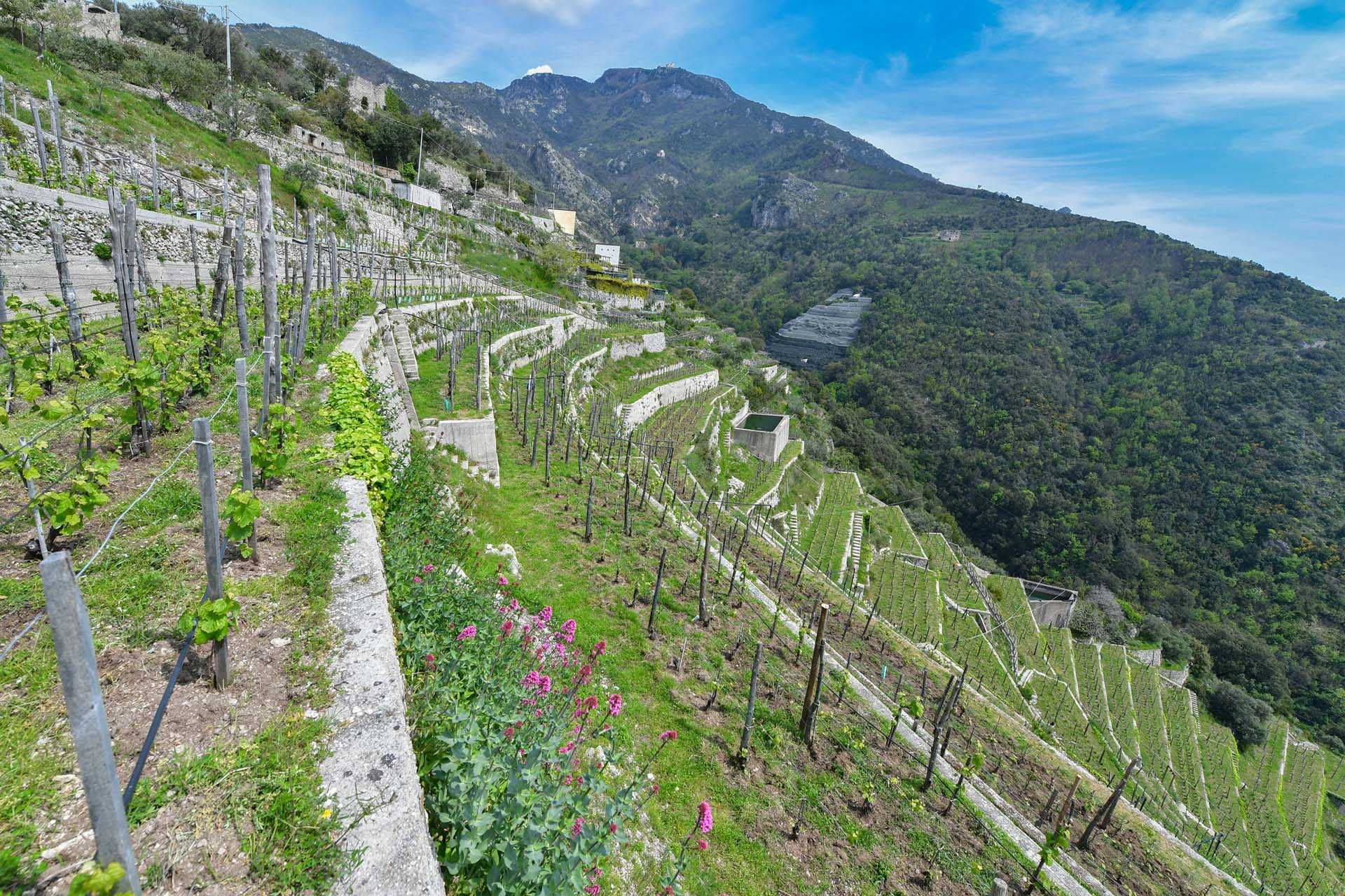 Annen i Maiori, Salerno 10063213