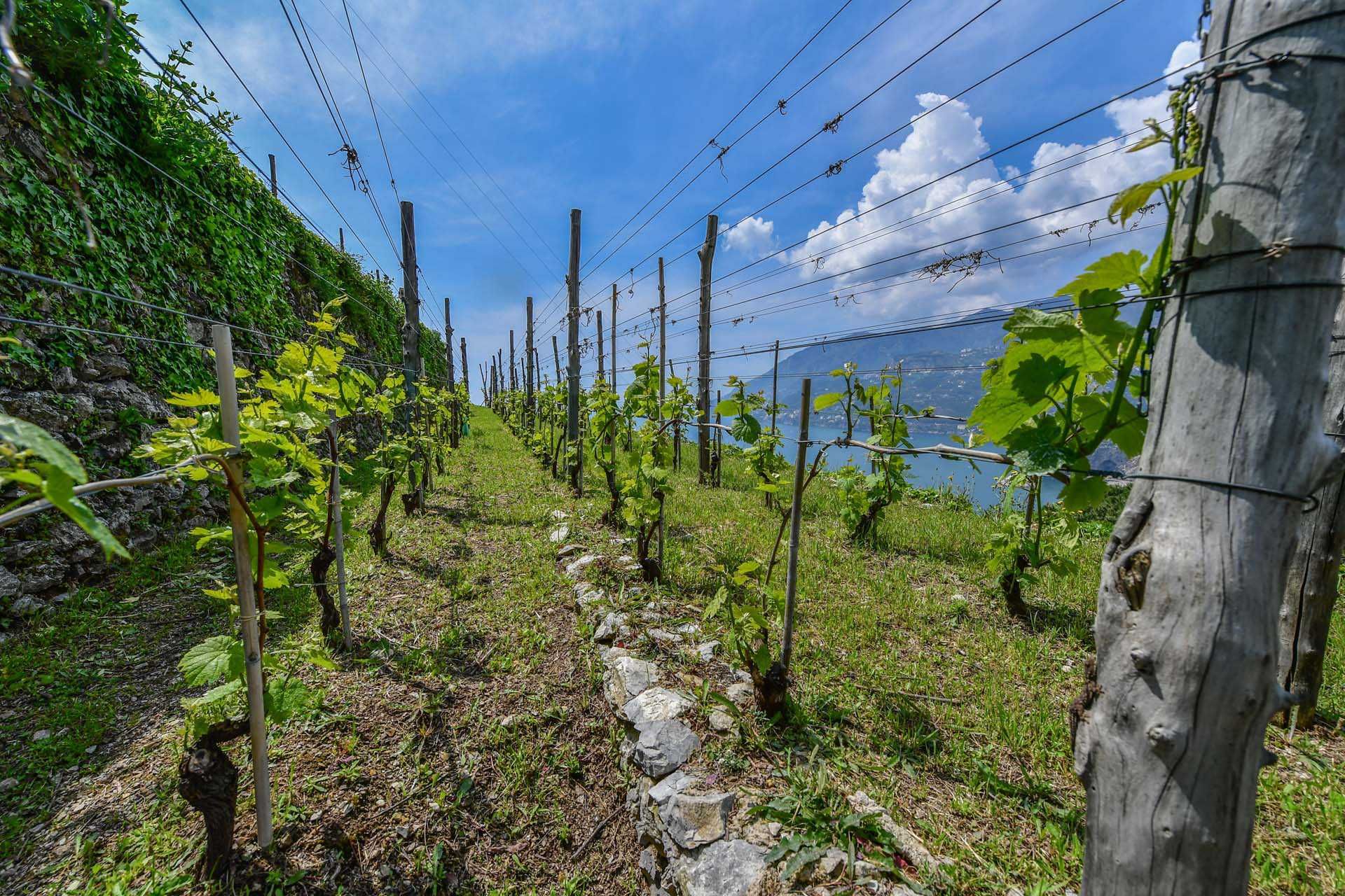 Annen i Maiori, Salerno 10063213