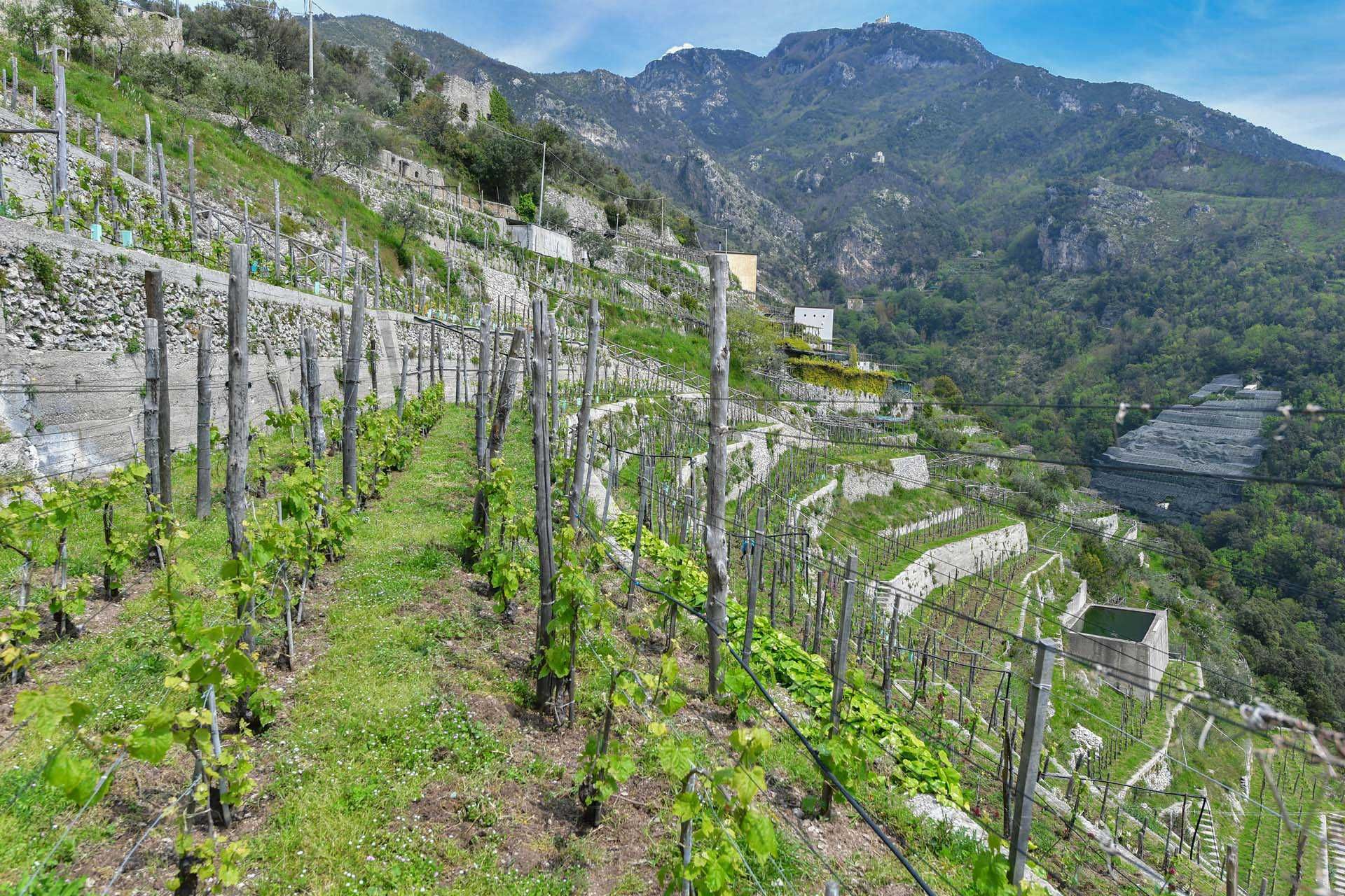 Annen i Maiori, Salerno 10063213