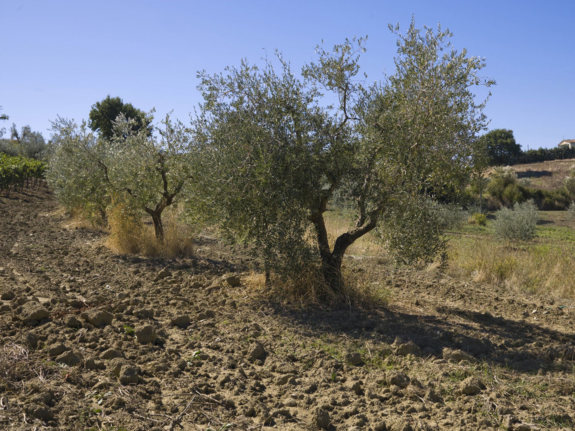 Другой в Grosseto, Grosseto 10063321