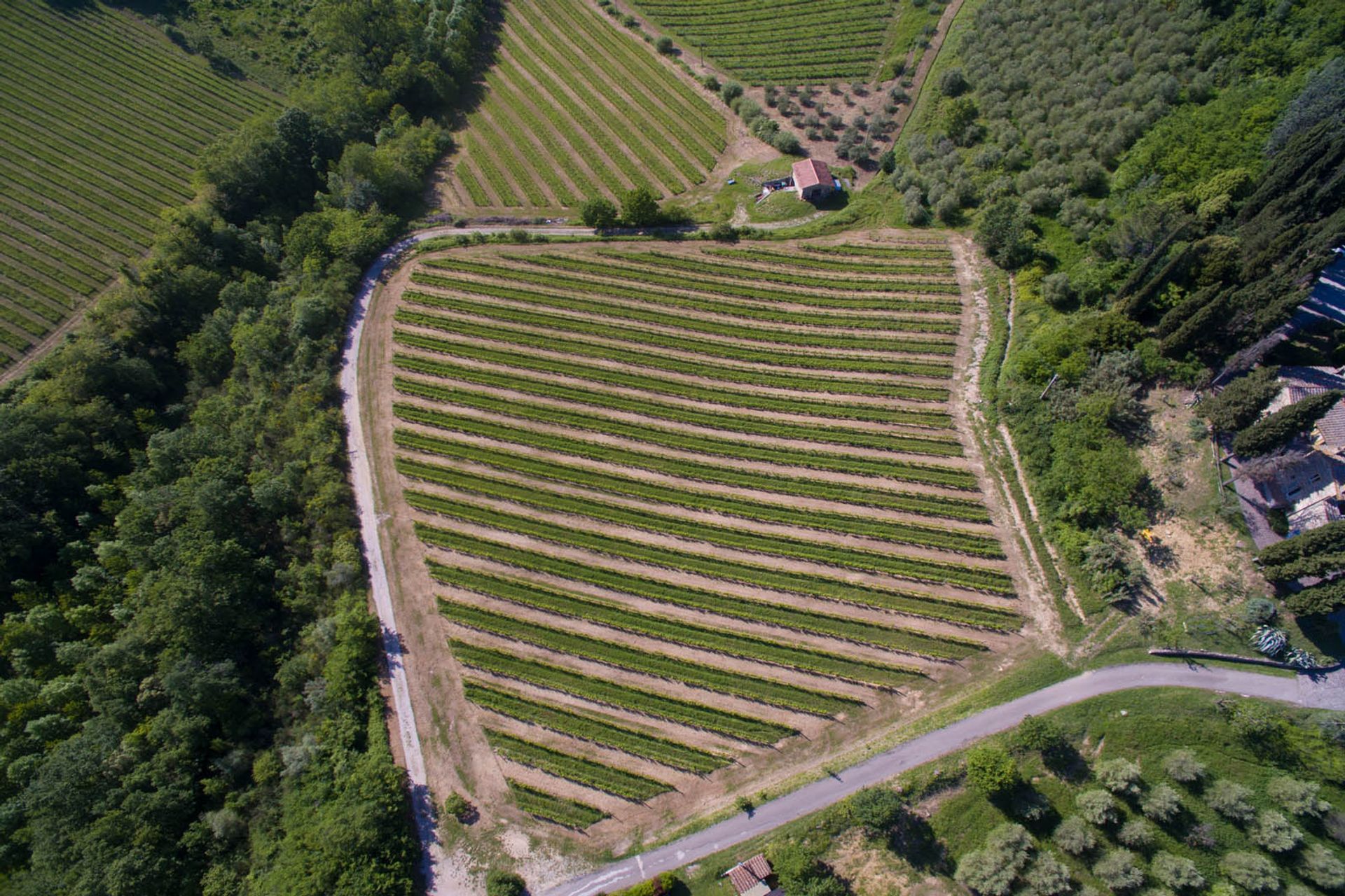 Otro en San Gimignano, Siena 10063345