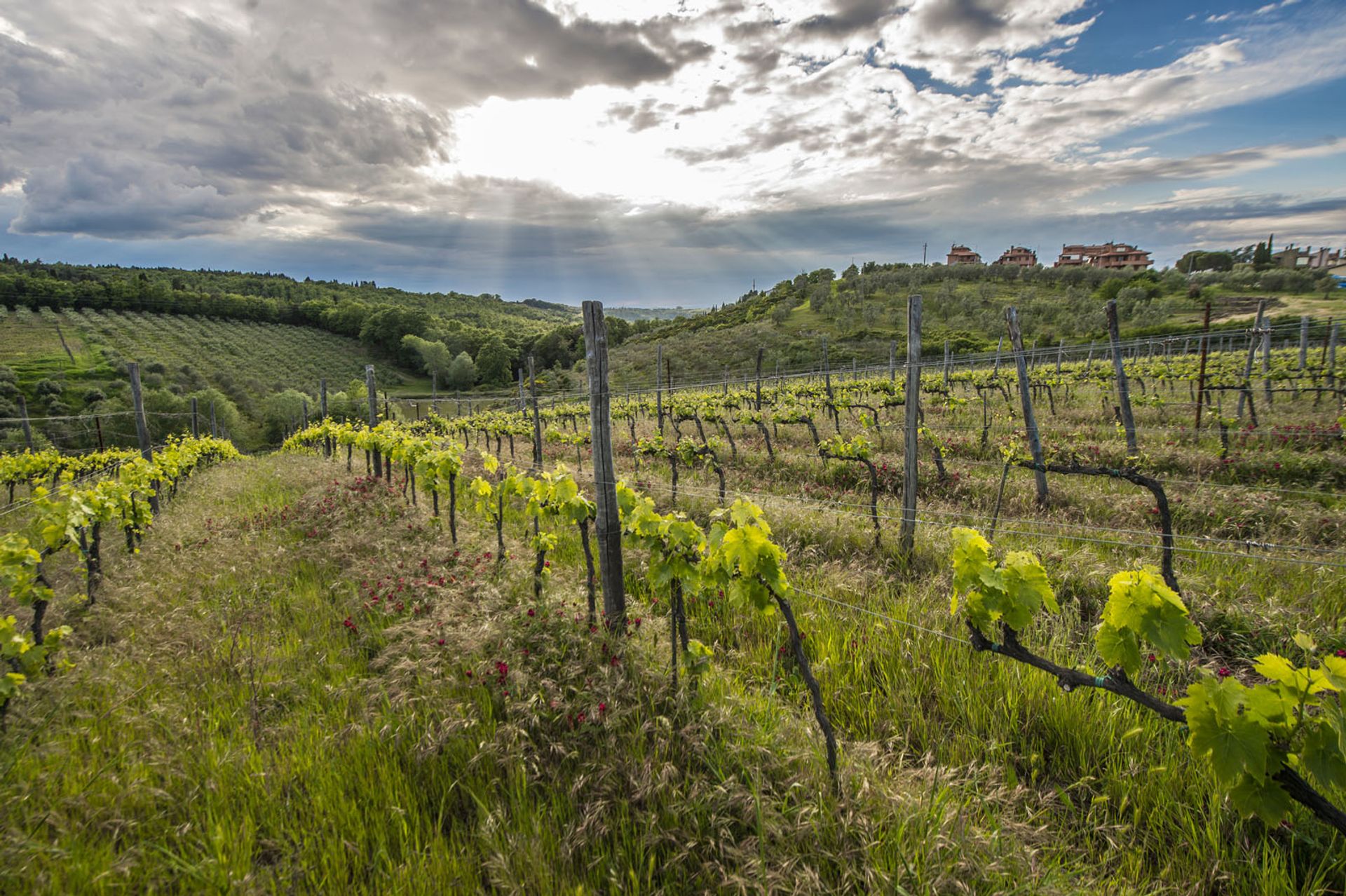 Αλλα σε Scansano, Tuscany 10063361