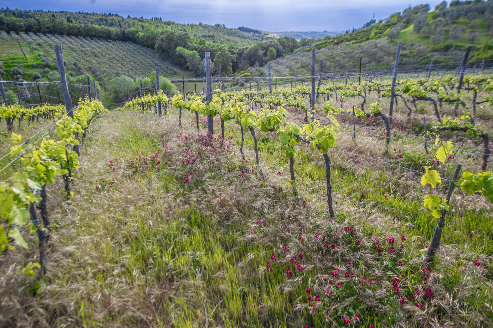 آخر في Scansano, Tuscany 10063361