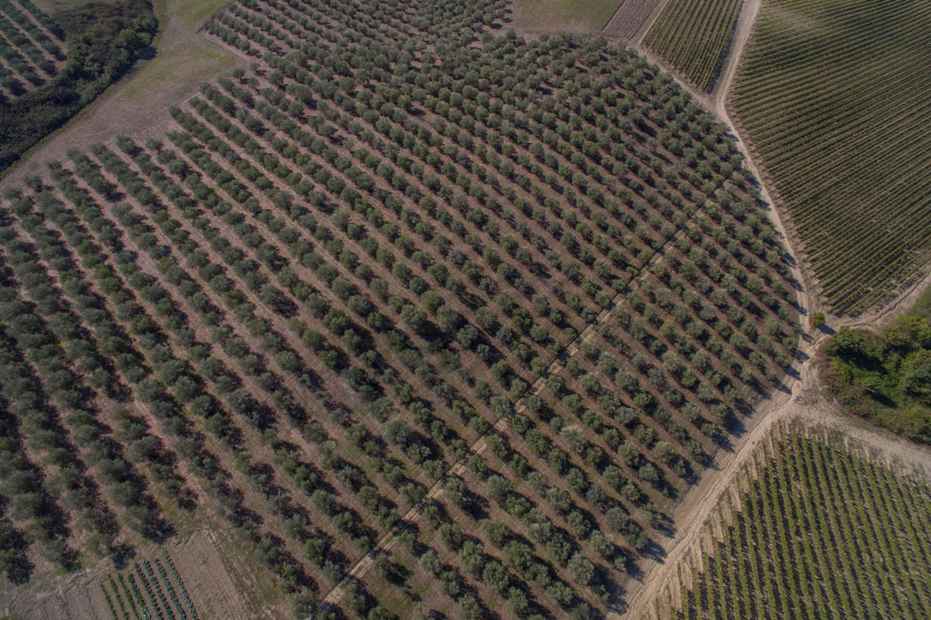 Yang lain dalam Castellina In Chianti, Siena 10063367