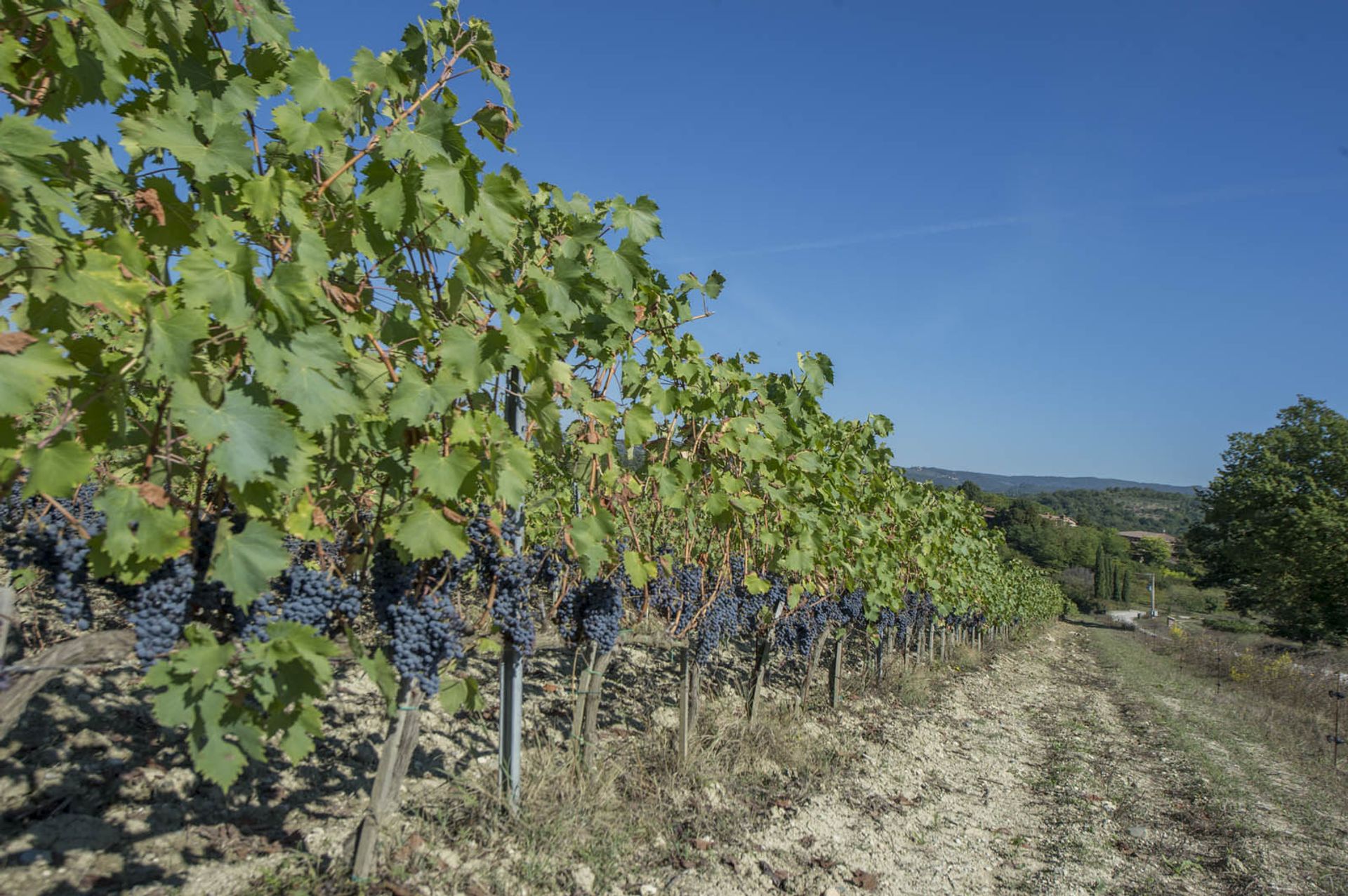 Yang lain dalam Castellina In Chianti, Siena 10063367