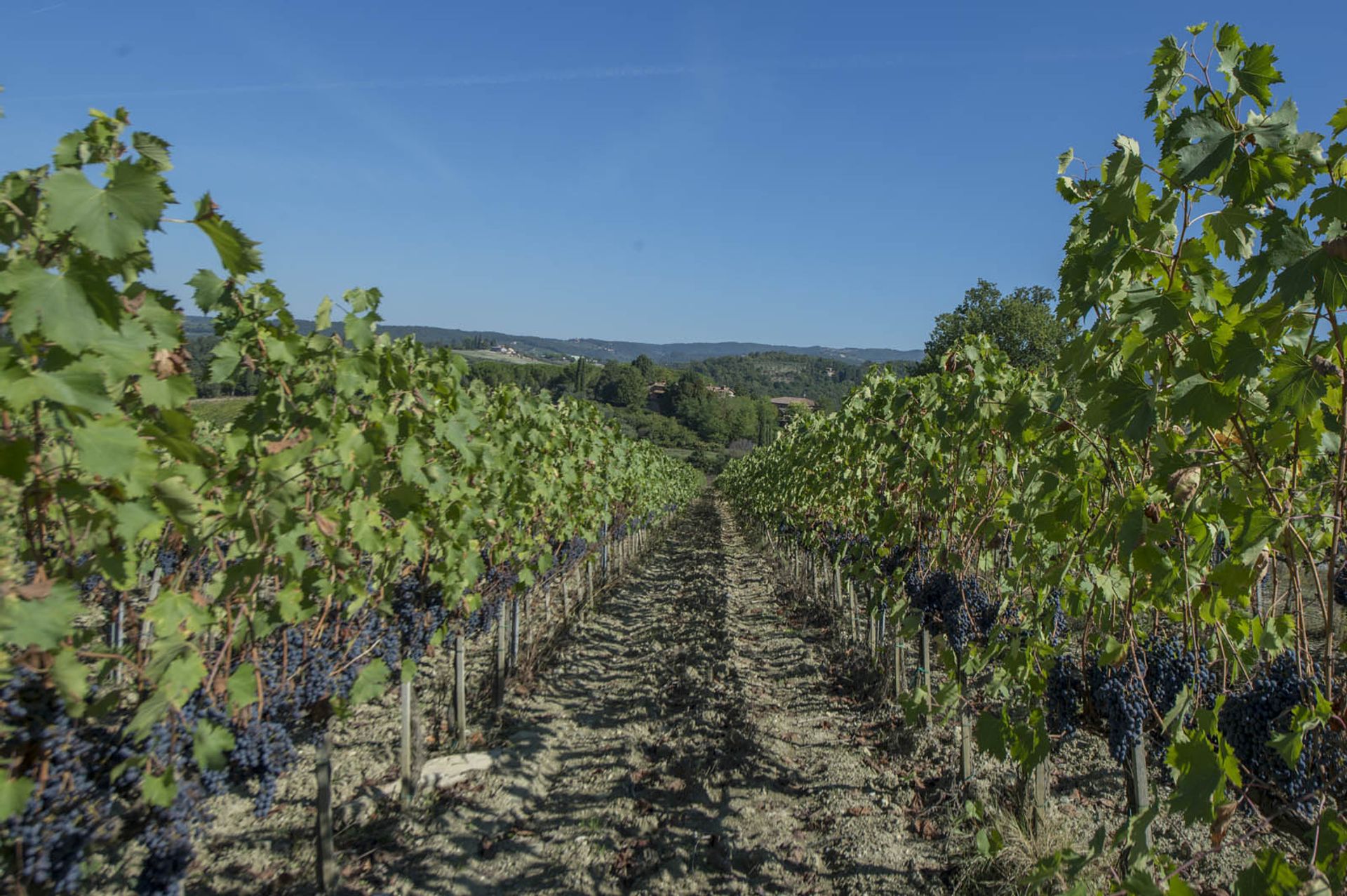 다른 에 Castellina In Chianti, Siena 10063367