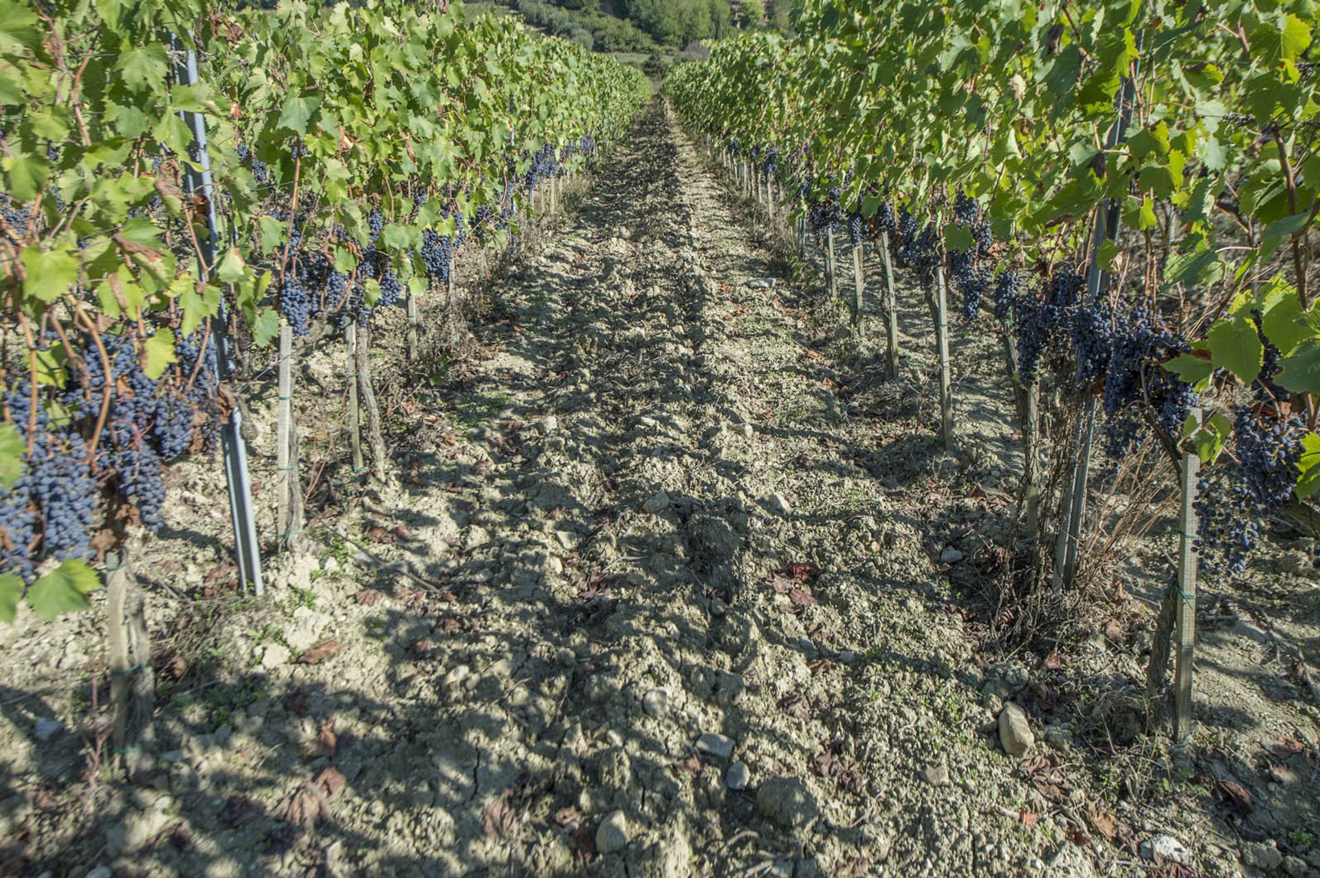 다른 에 Castellina In Chianti, Siena 10063367