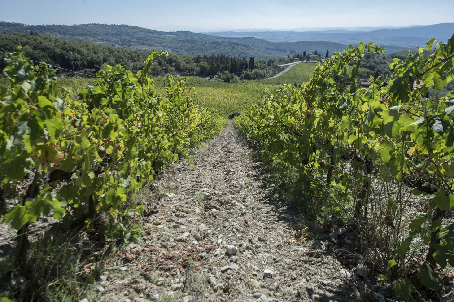 다른 에 Castellina In Chianti, Siena 10063367