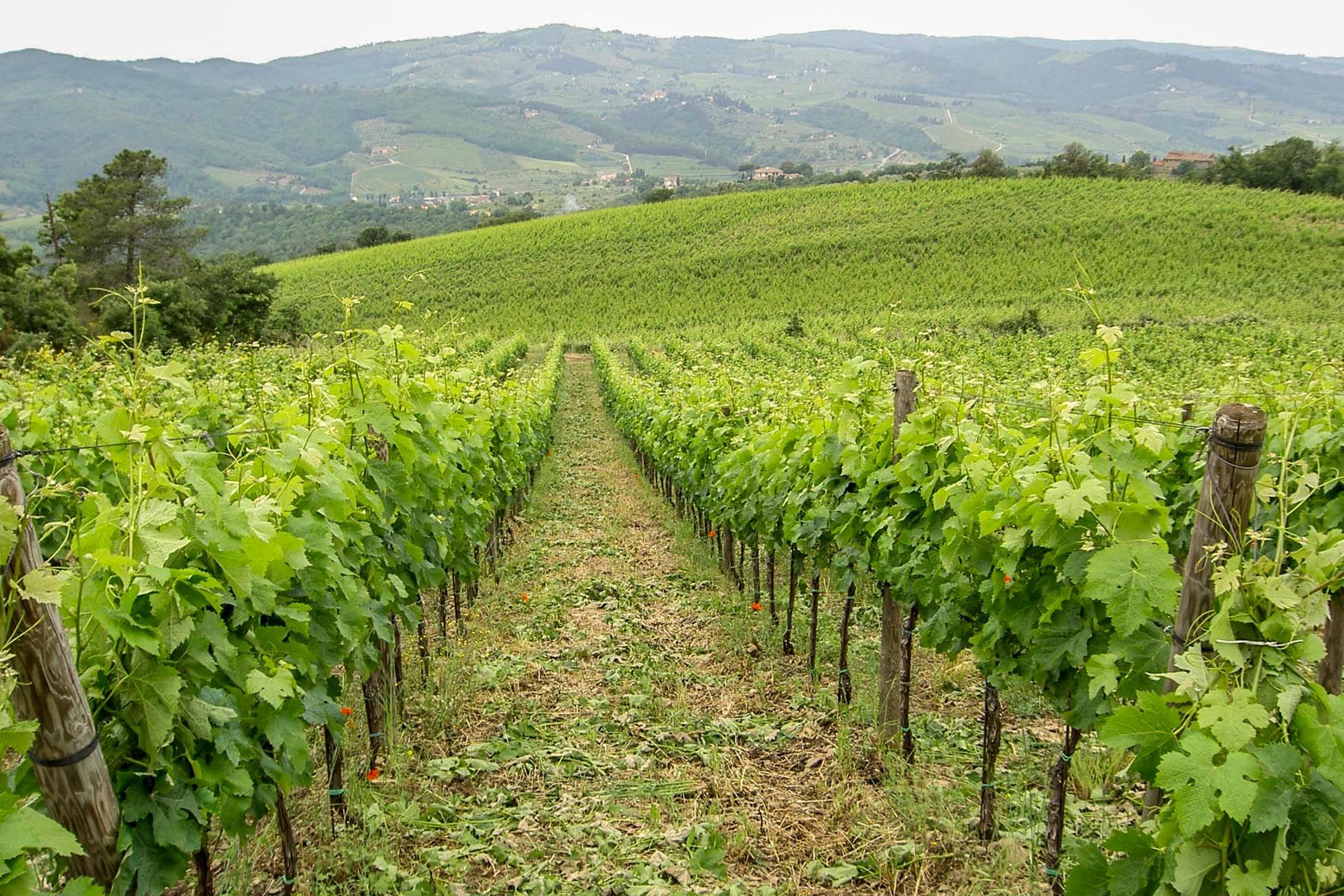 Muu sisään Greve, Tuscany 10063766