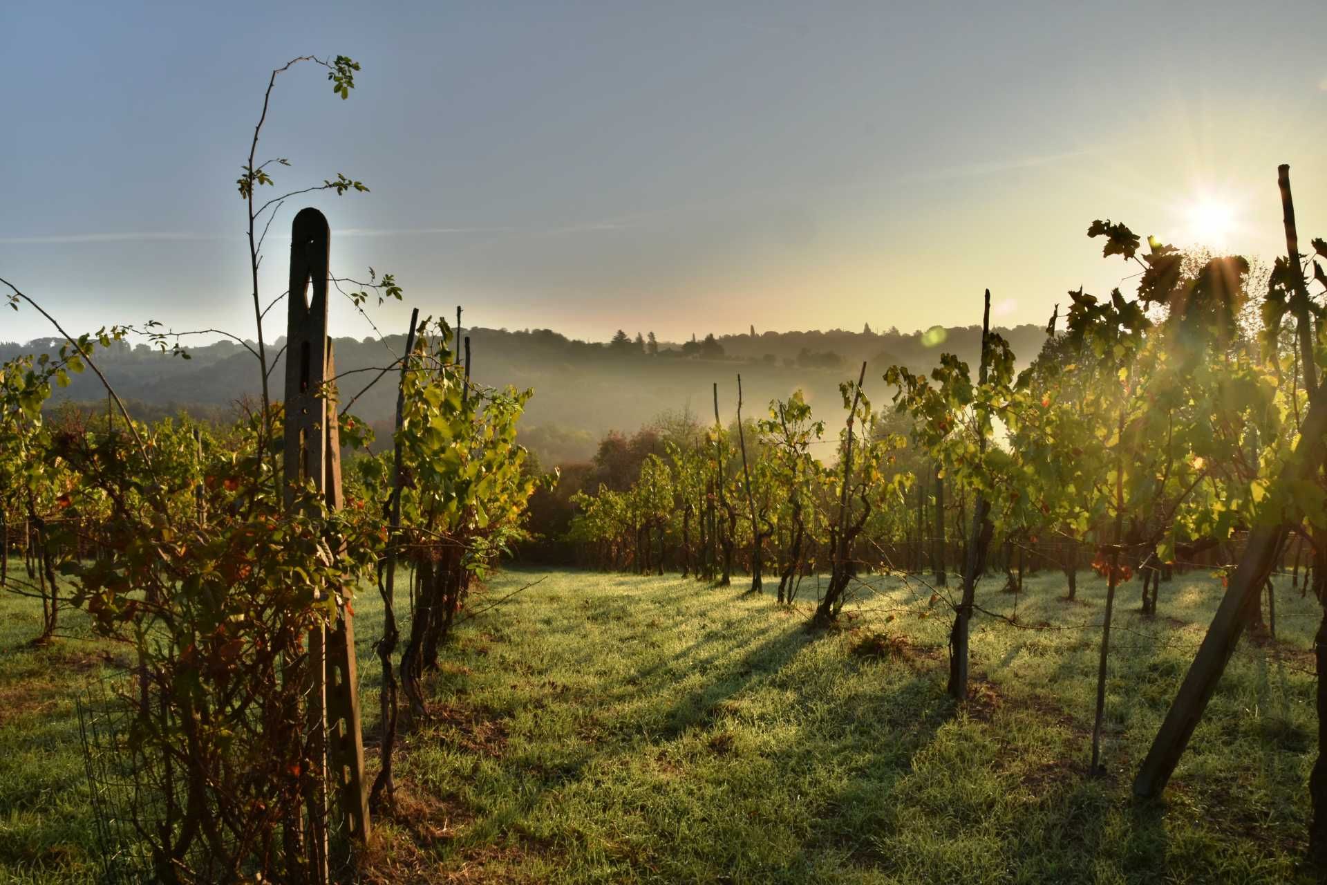 Other in Montalcino, Tuscany 10063902