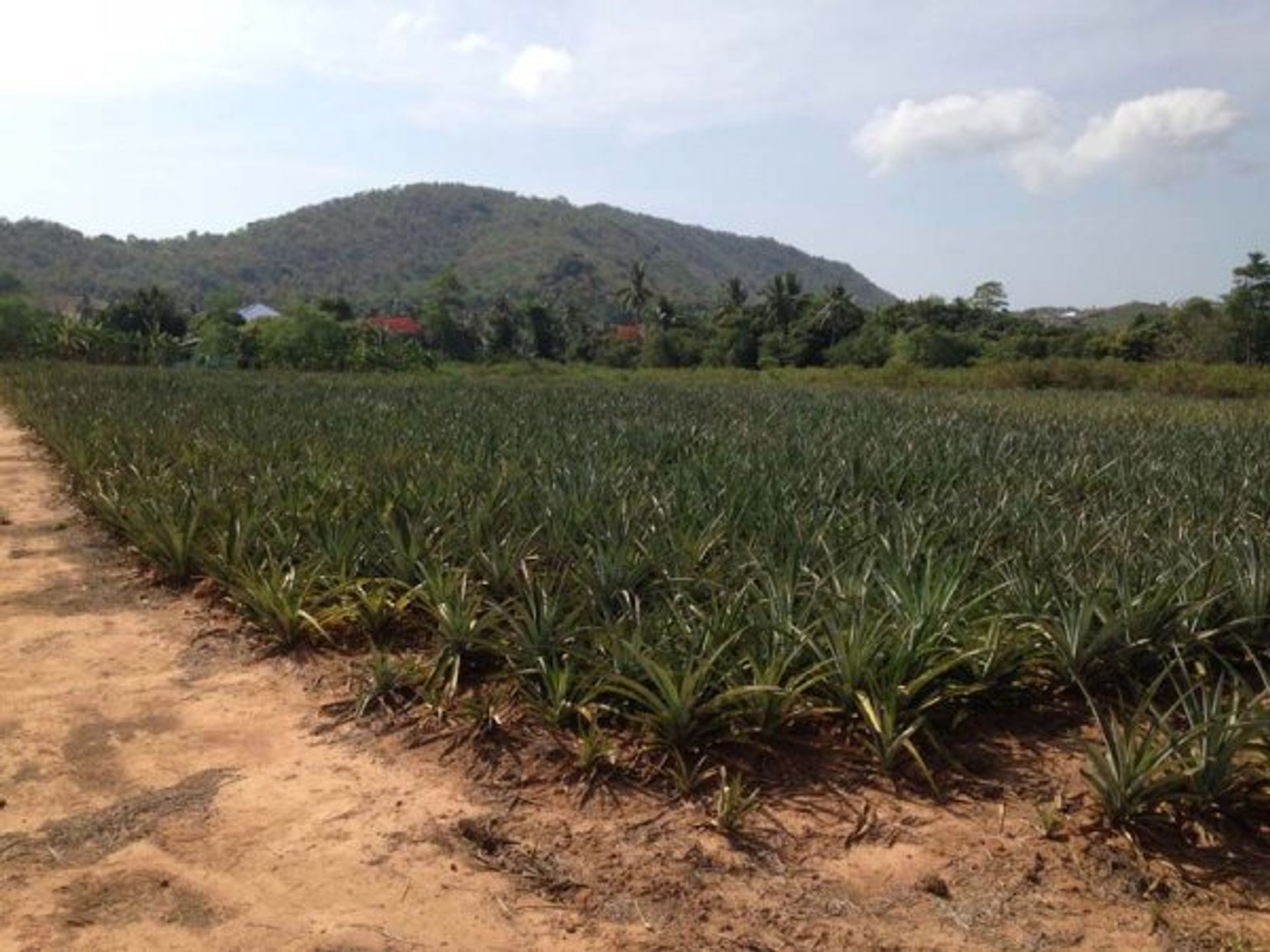 Tanah dalam Pran Buri, Prachuap Khiri Khan 10065195