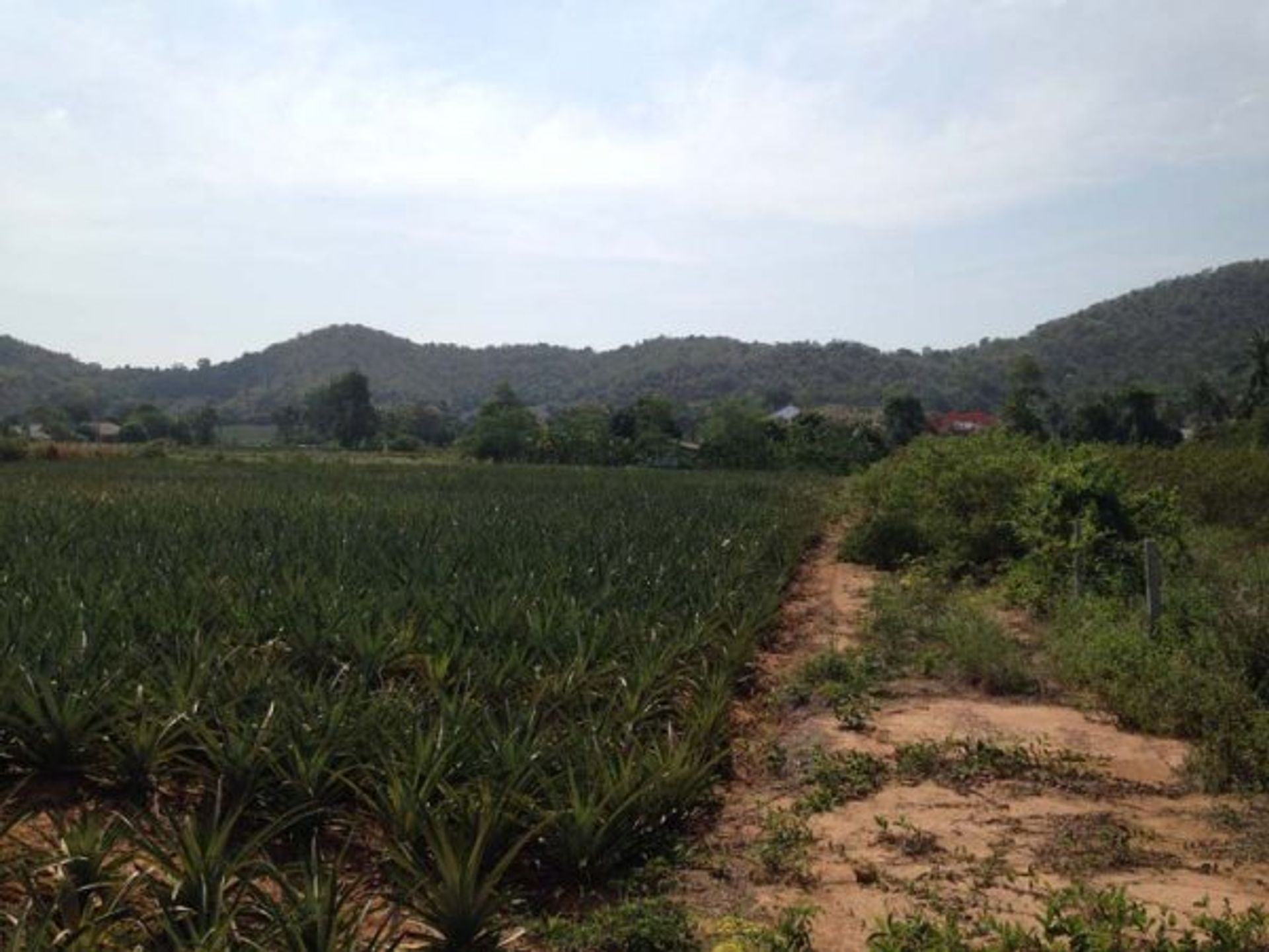 土地 在 Pran Buri, Prachuap Khiri Khan 10065195