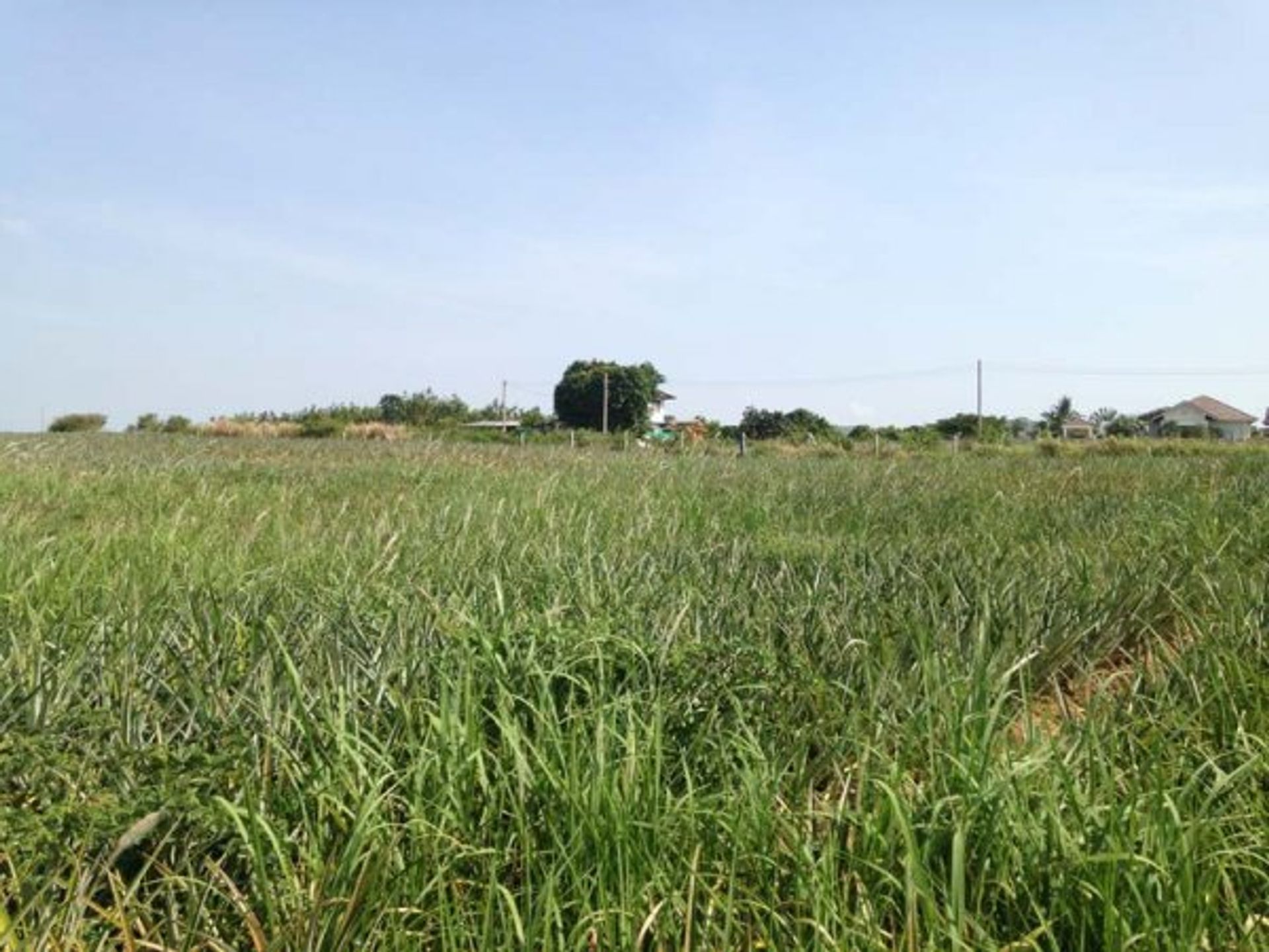 Land in Pran Buri, Prachuap Khiri Khan 10065195