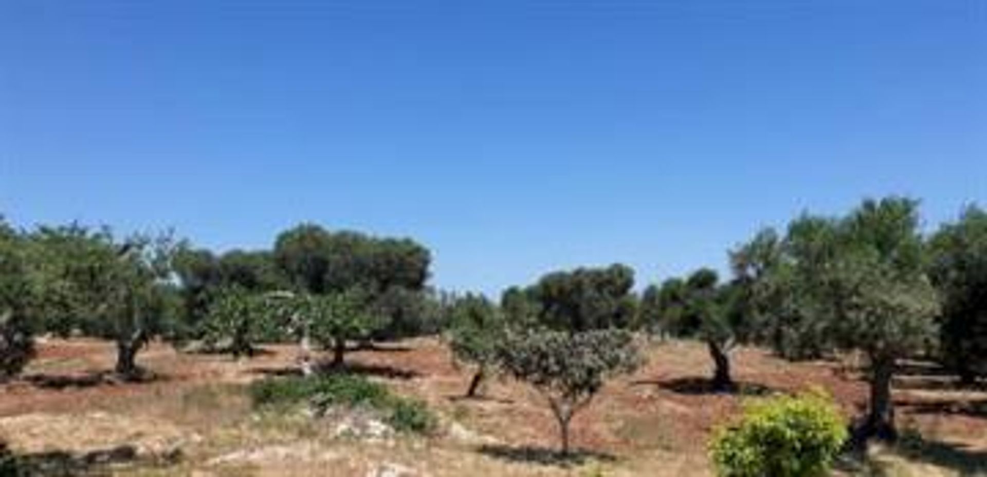 الأرض في Carovigno, Puglia 10068851