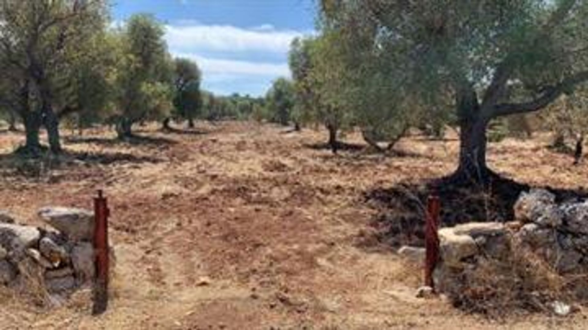 Terra no Carovigno, Puglia 10068989