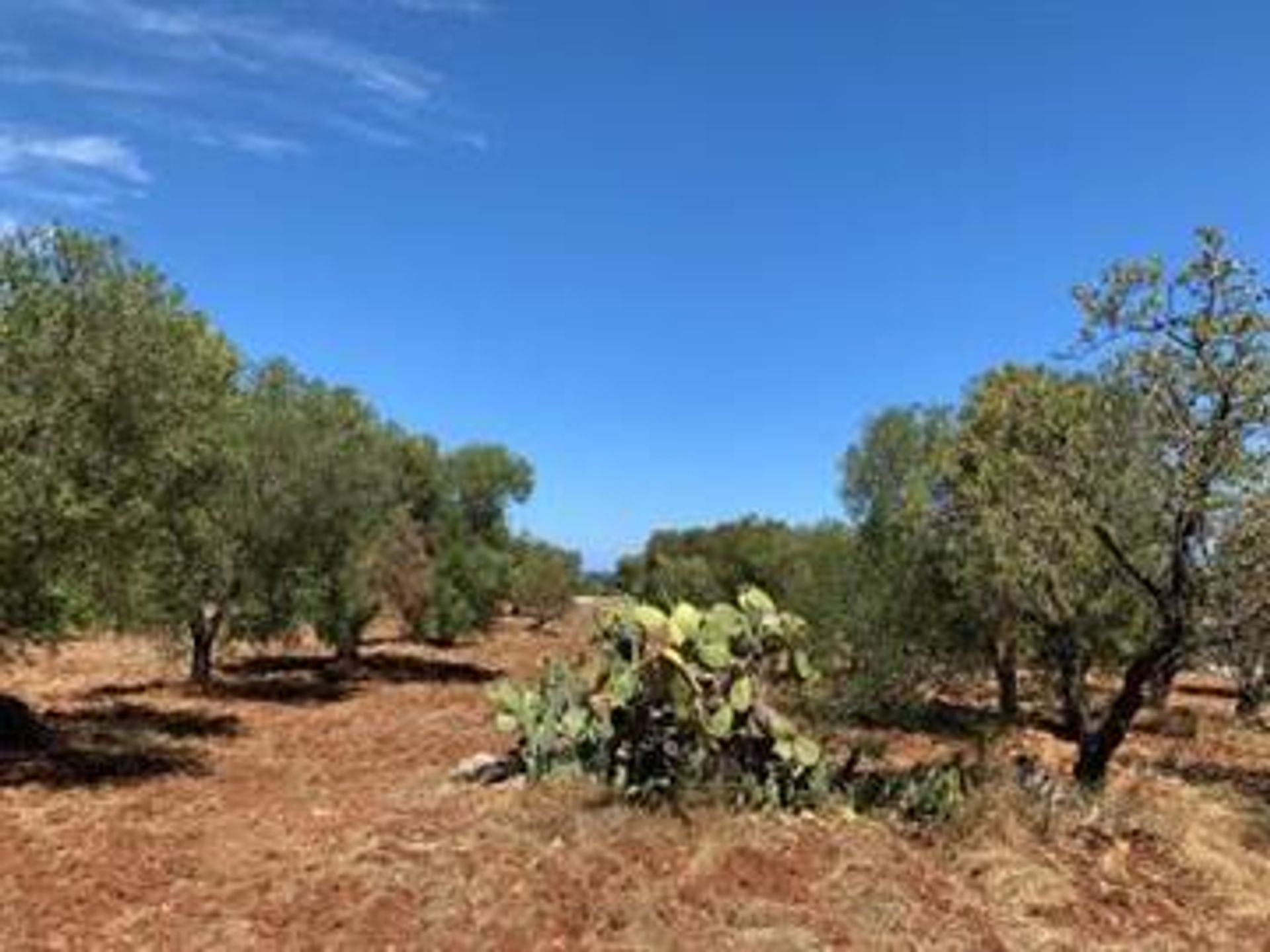 Земля в Carovigno, Puglia 10068989