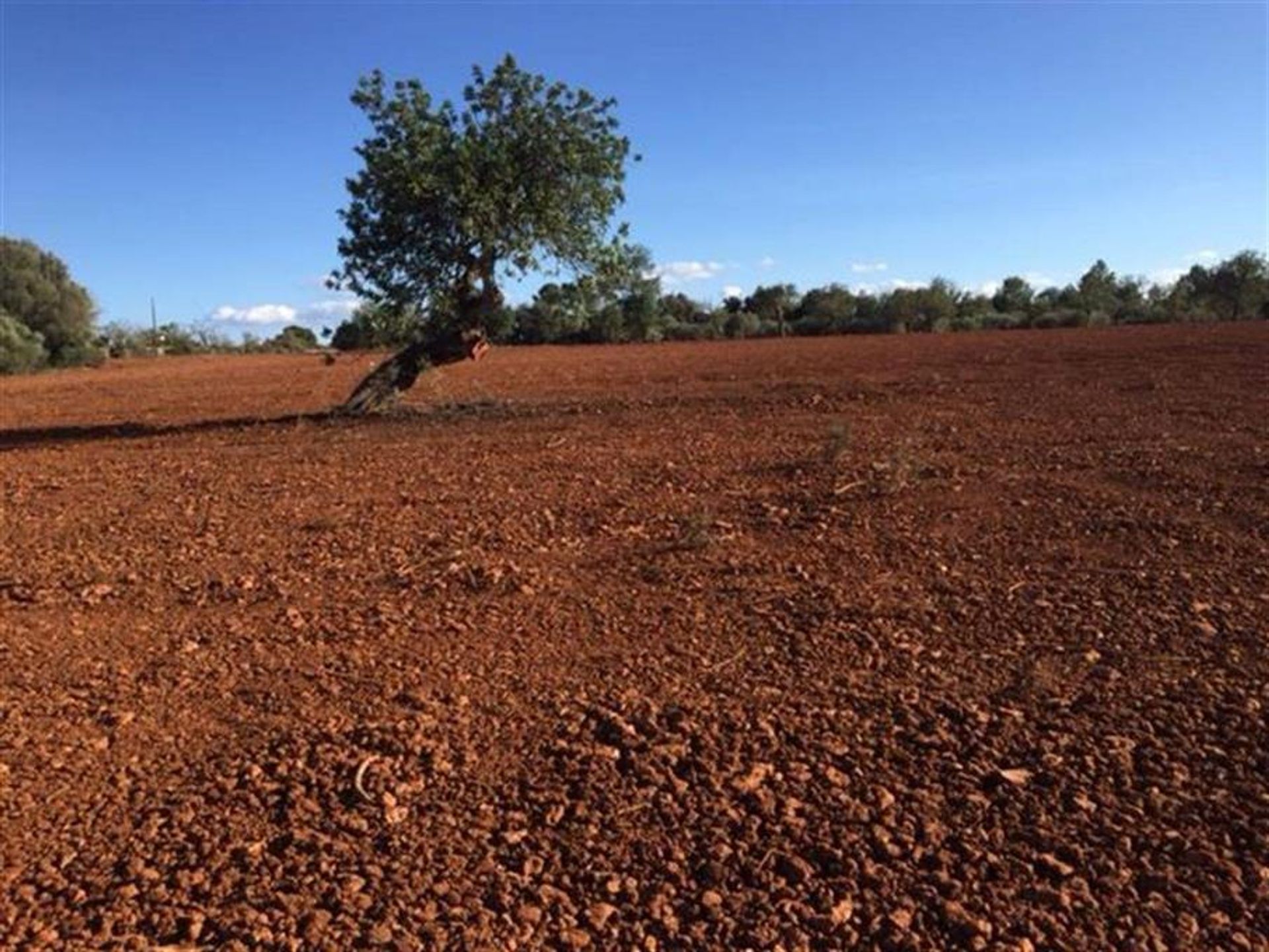 Terre dans L'Arenal, les Îles Baléares 10070149