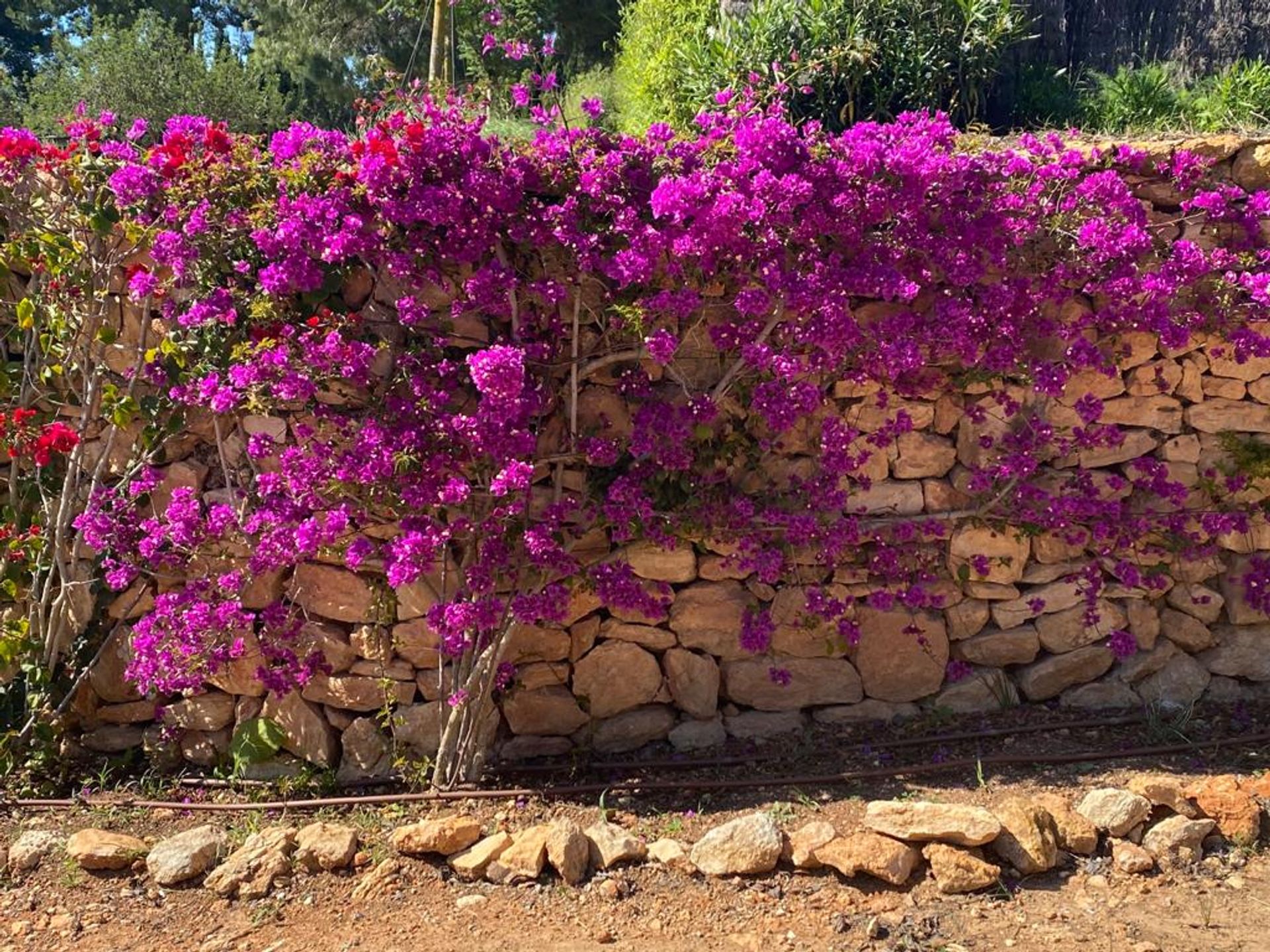 Detaljhandel i Santa Eulalia del Rio, Balearene 10072600