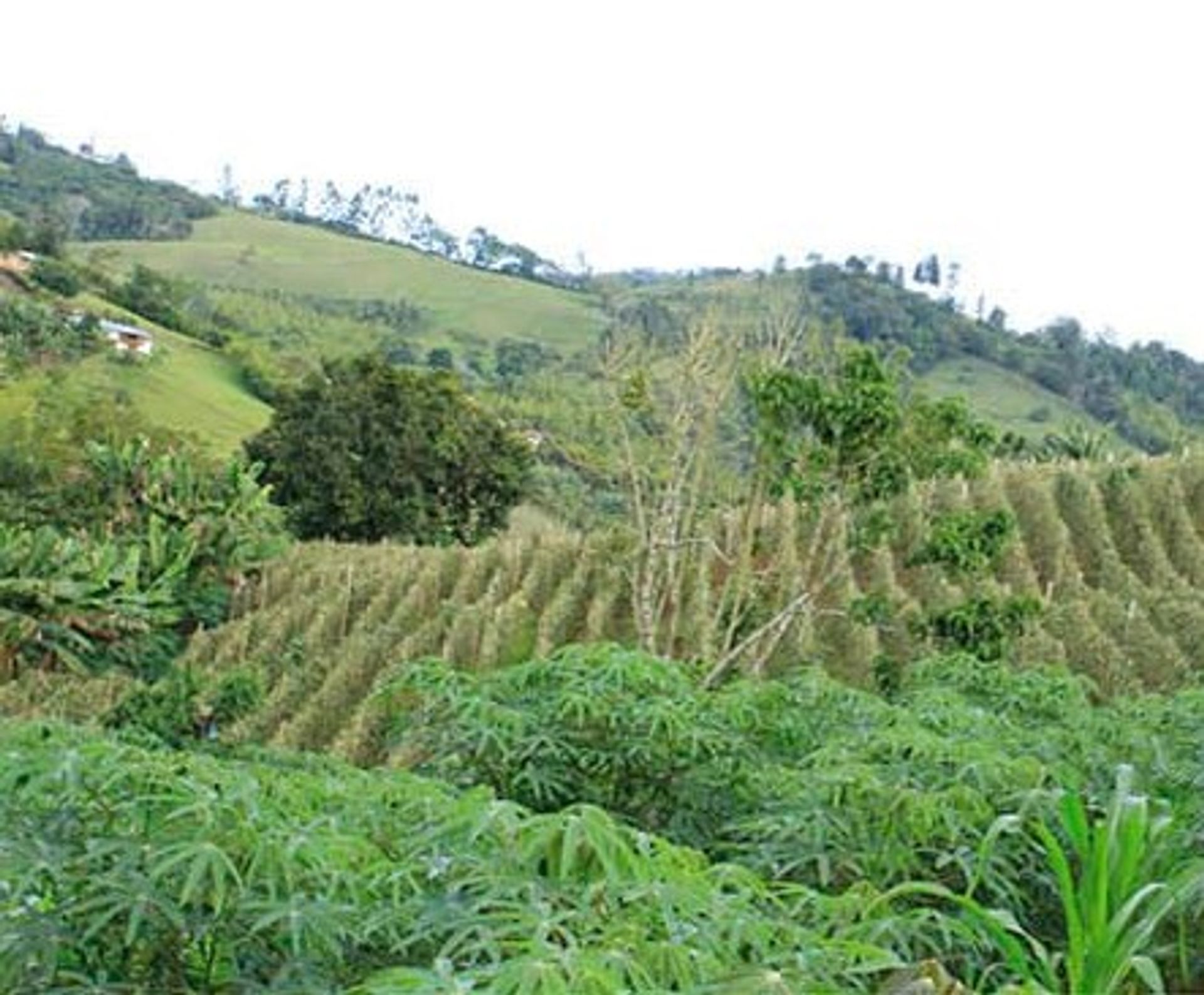 Terre dans Darién, Vallée du Cauca 10080976