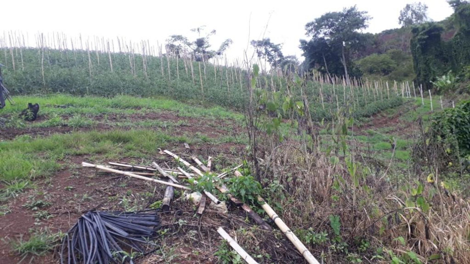 Terre dans Darién, Vallée du Cauca 10080976