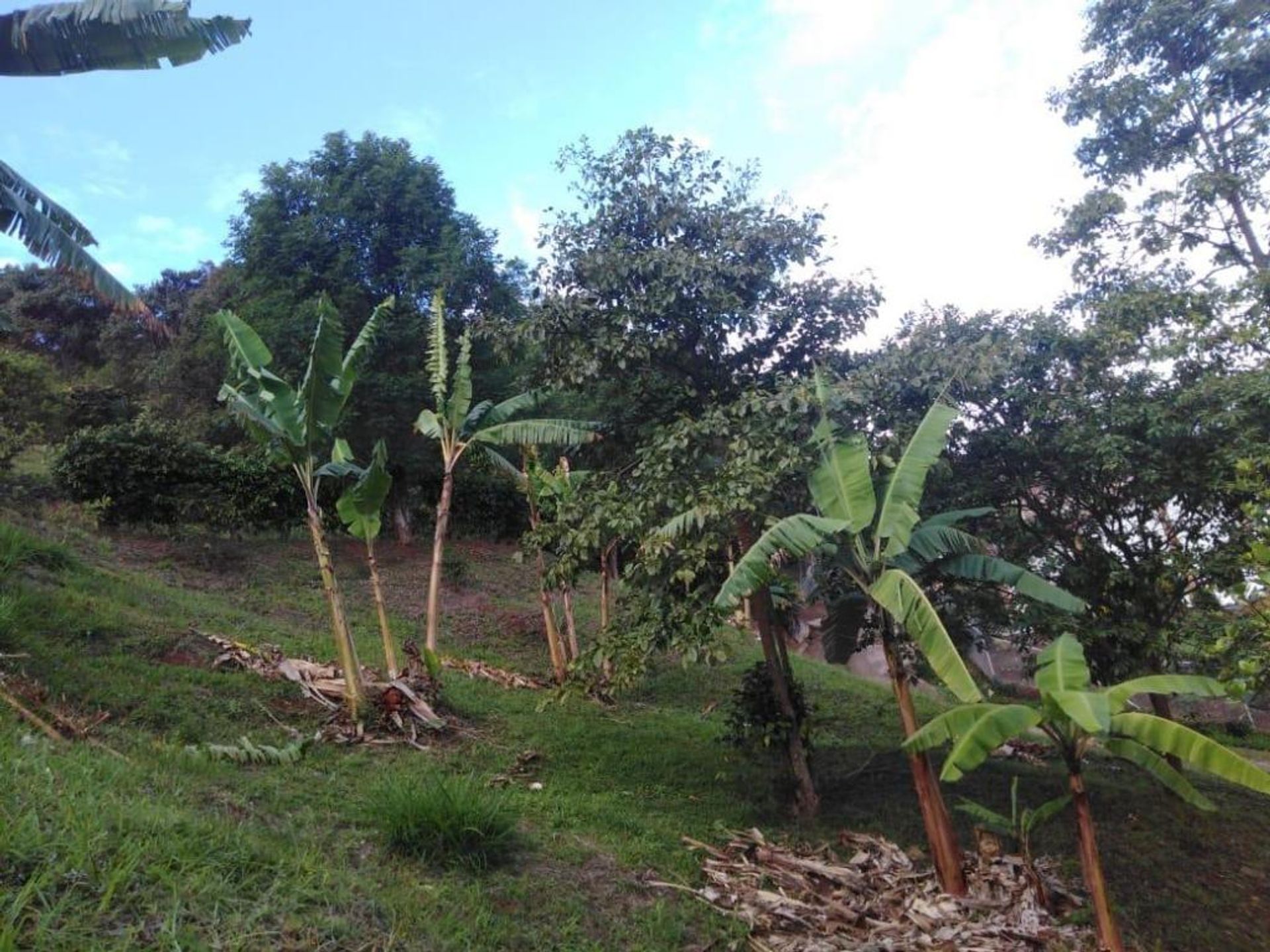 Maa sisään La Estancia, Valle del Cauca 10081012