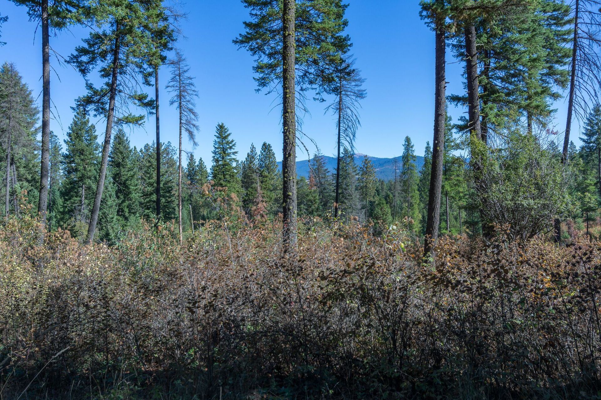 House in Green Bluff, Washington 10082014